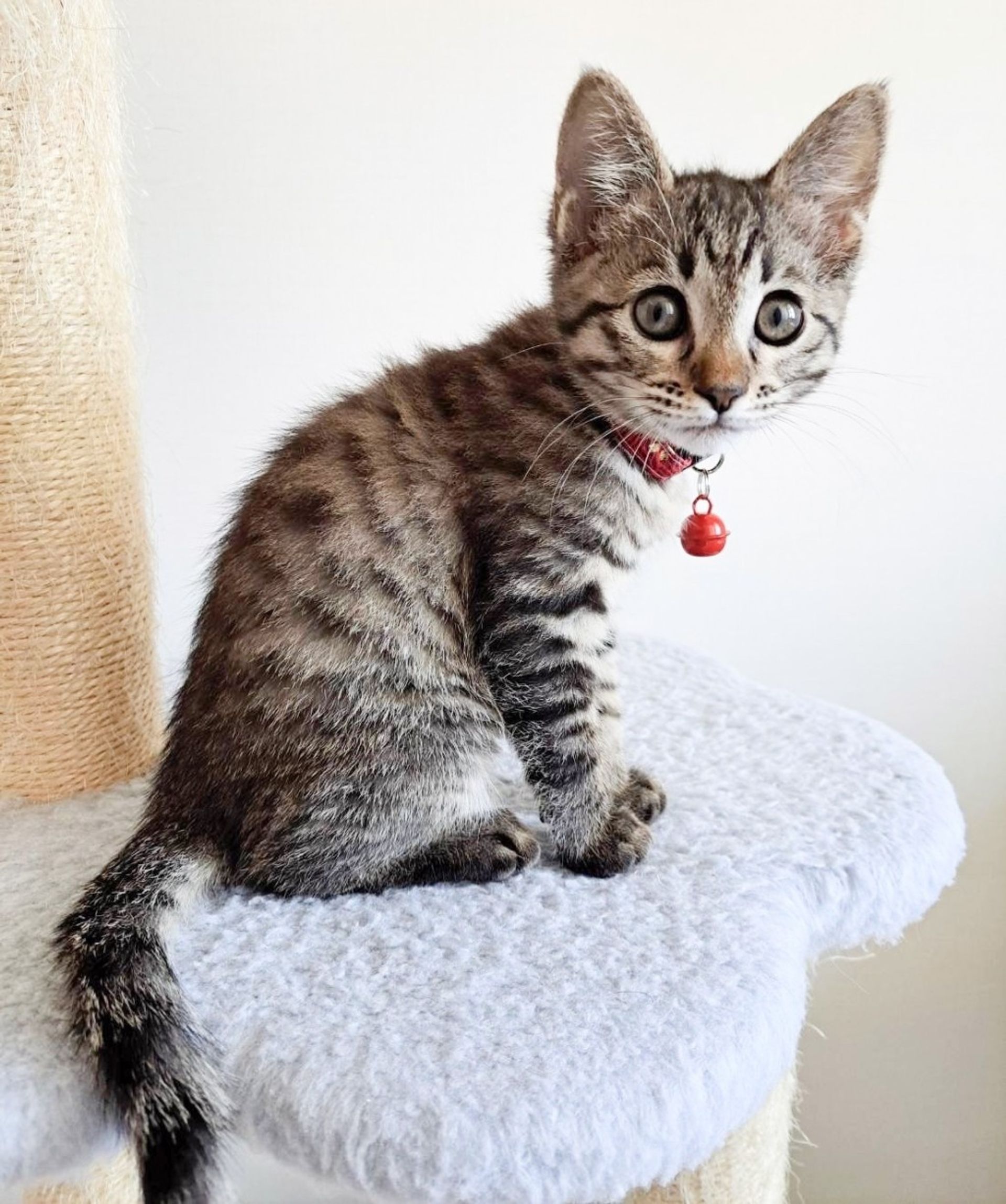 雑種（ミックス猫）・メスの里親募集の写真