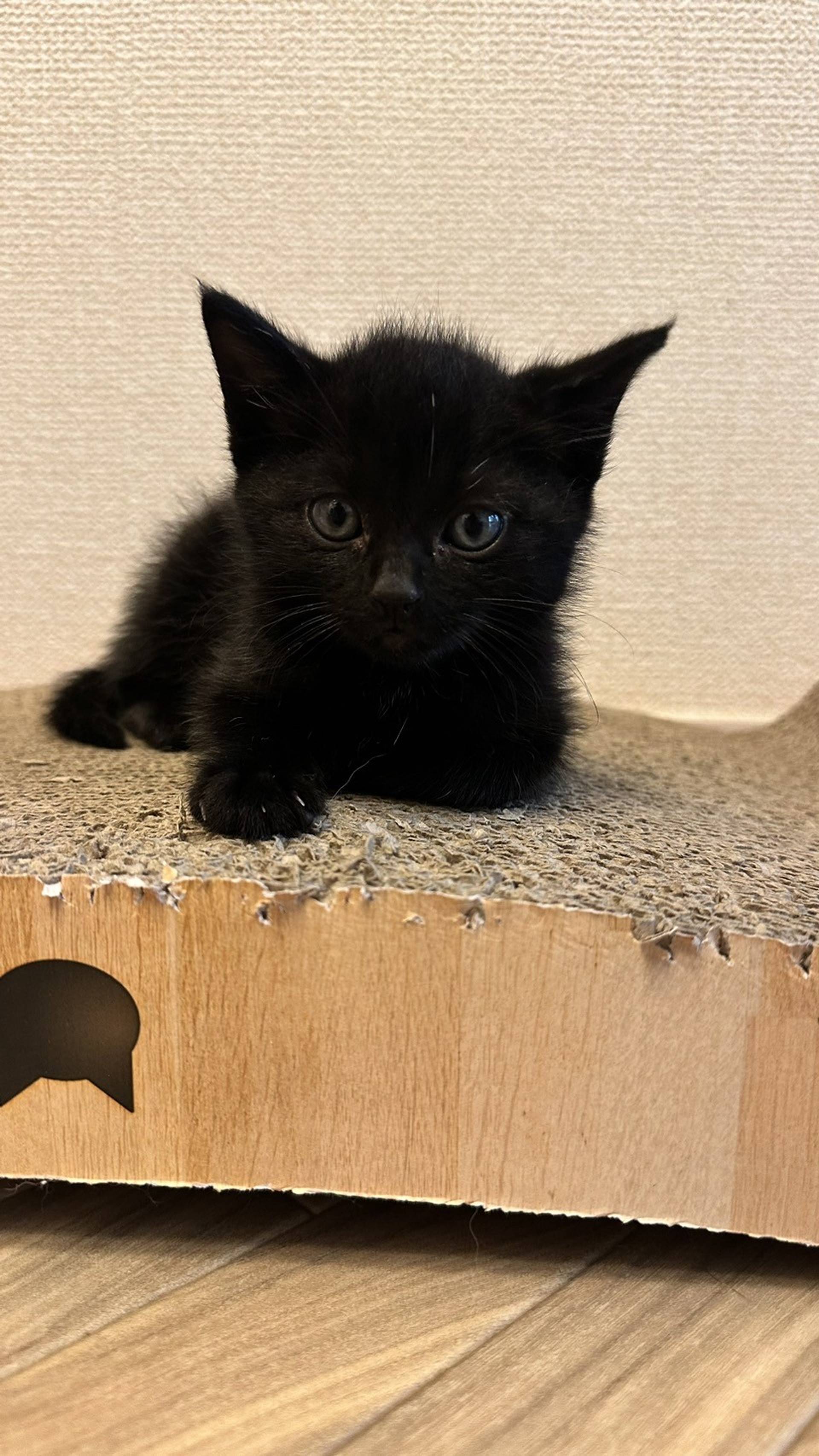 雑種（ミックス猫）・メスの里親募集の写真