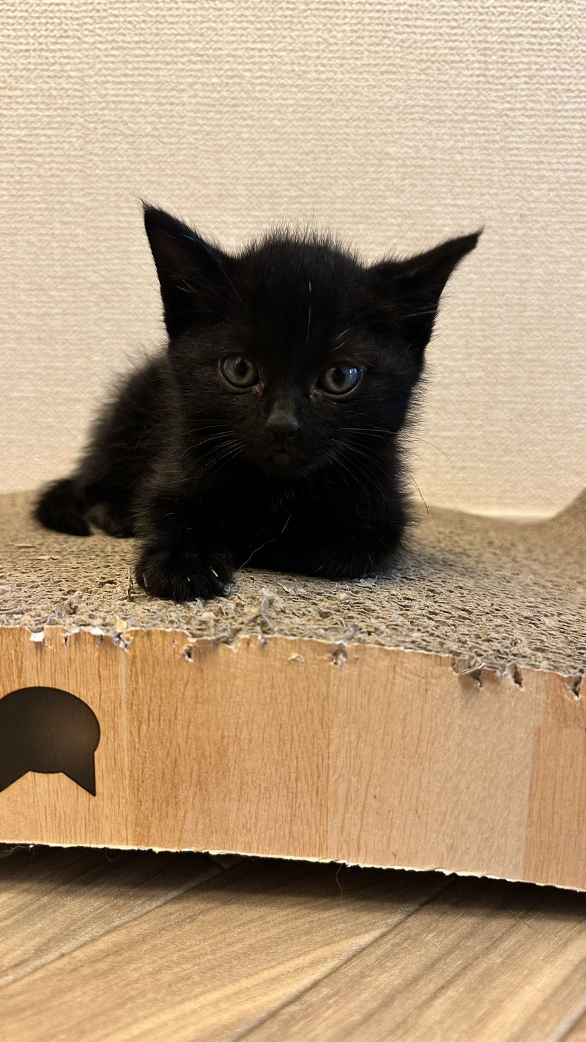 雑種（ミックス猫）・メスの里親募集の写真