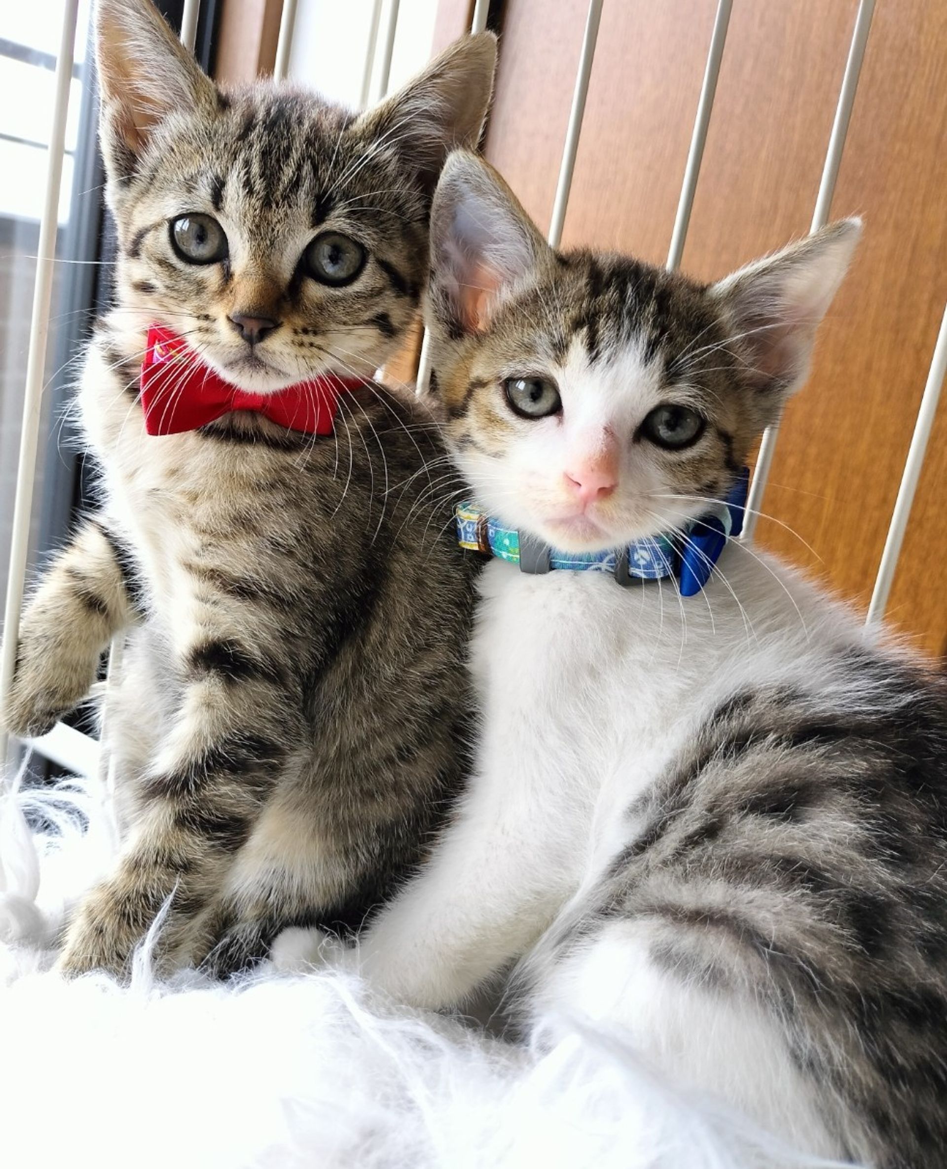 雑種（ミックス猫）・オスの里親募集の写真