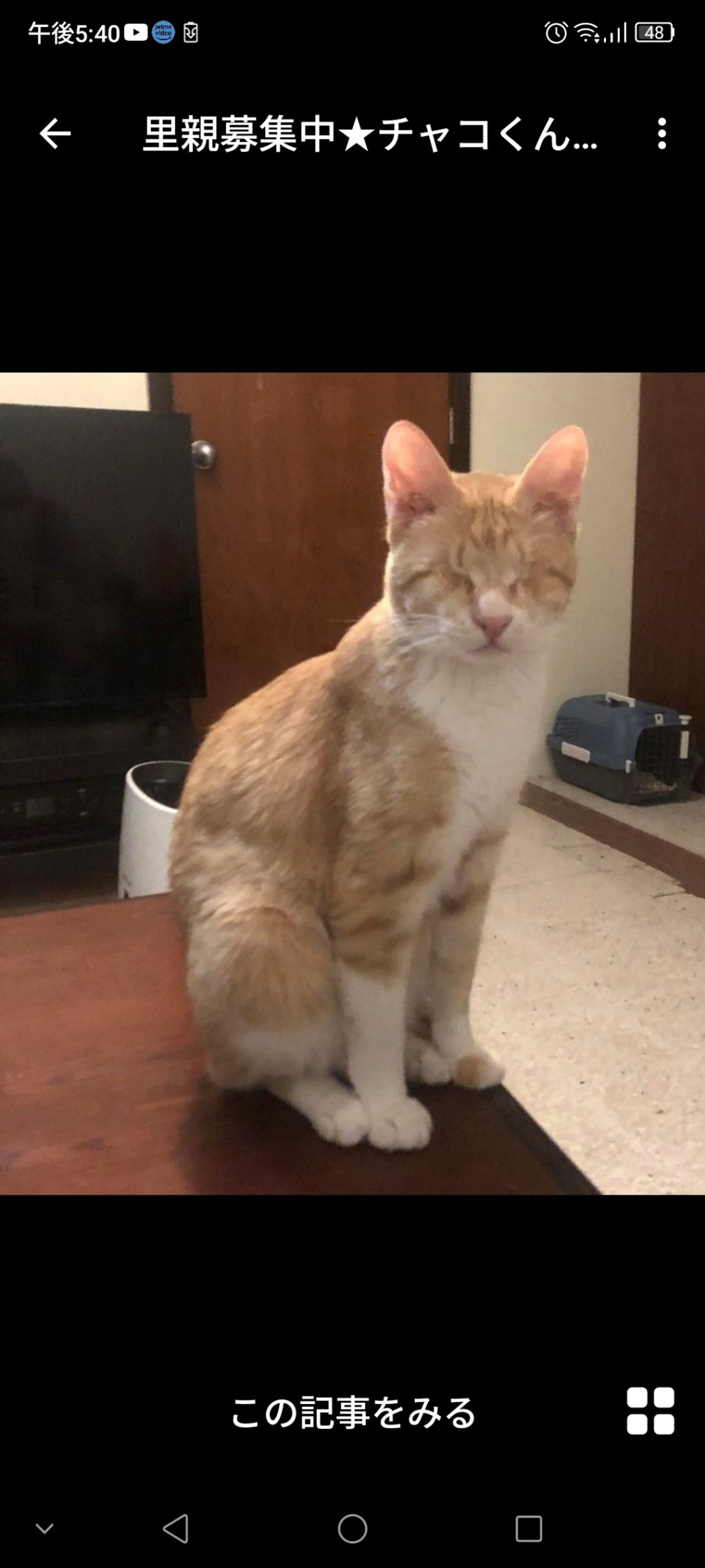 雑種（ミックス猫）・オスの里親募集の写真