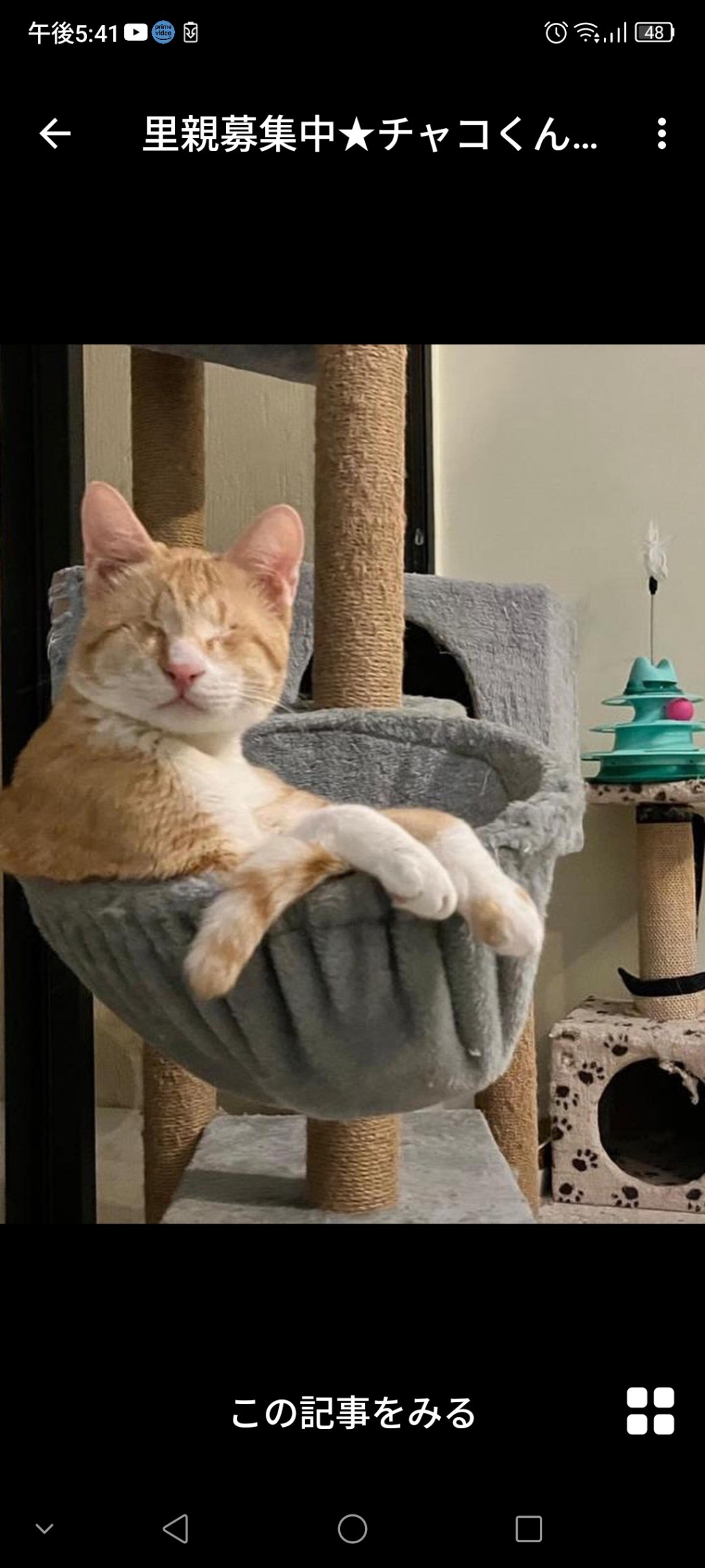 pet-image-2