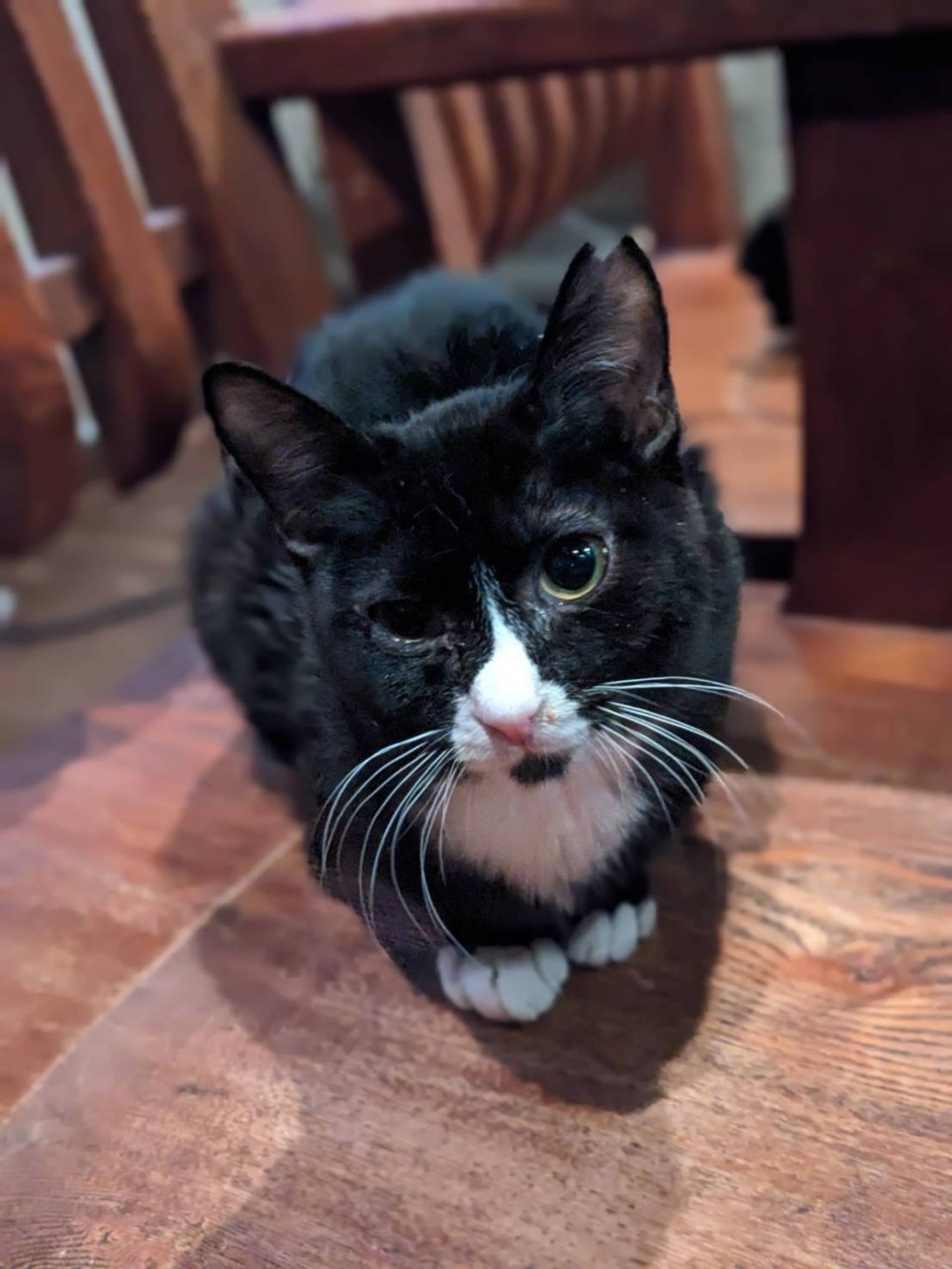 雑種（ミックス猫）・メスの里親募集の写真