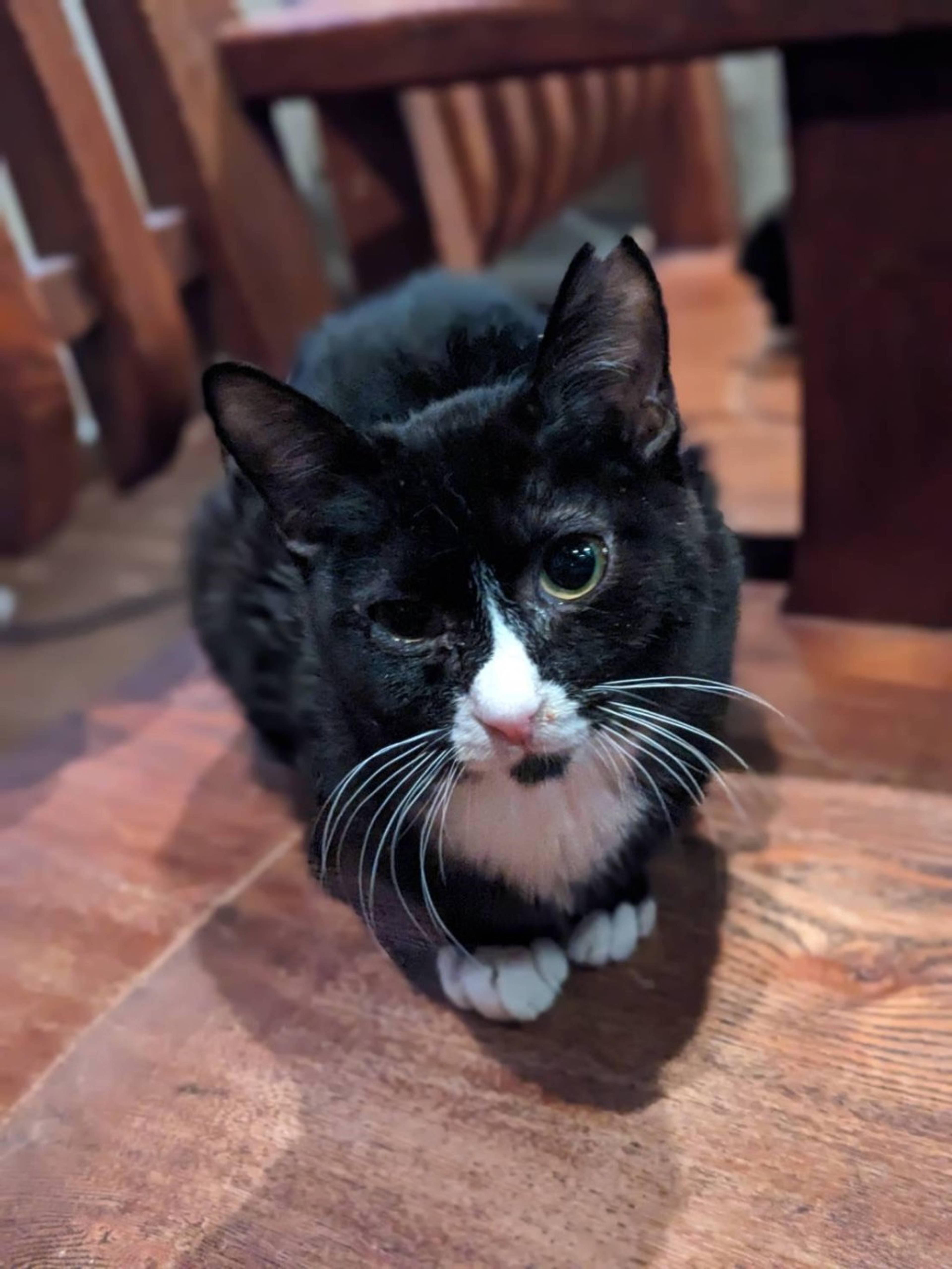 雑種（ミックス猫）・メスの里親募集の写真
