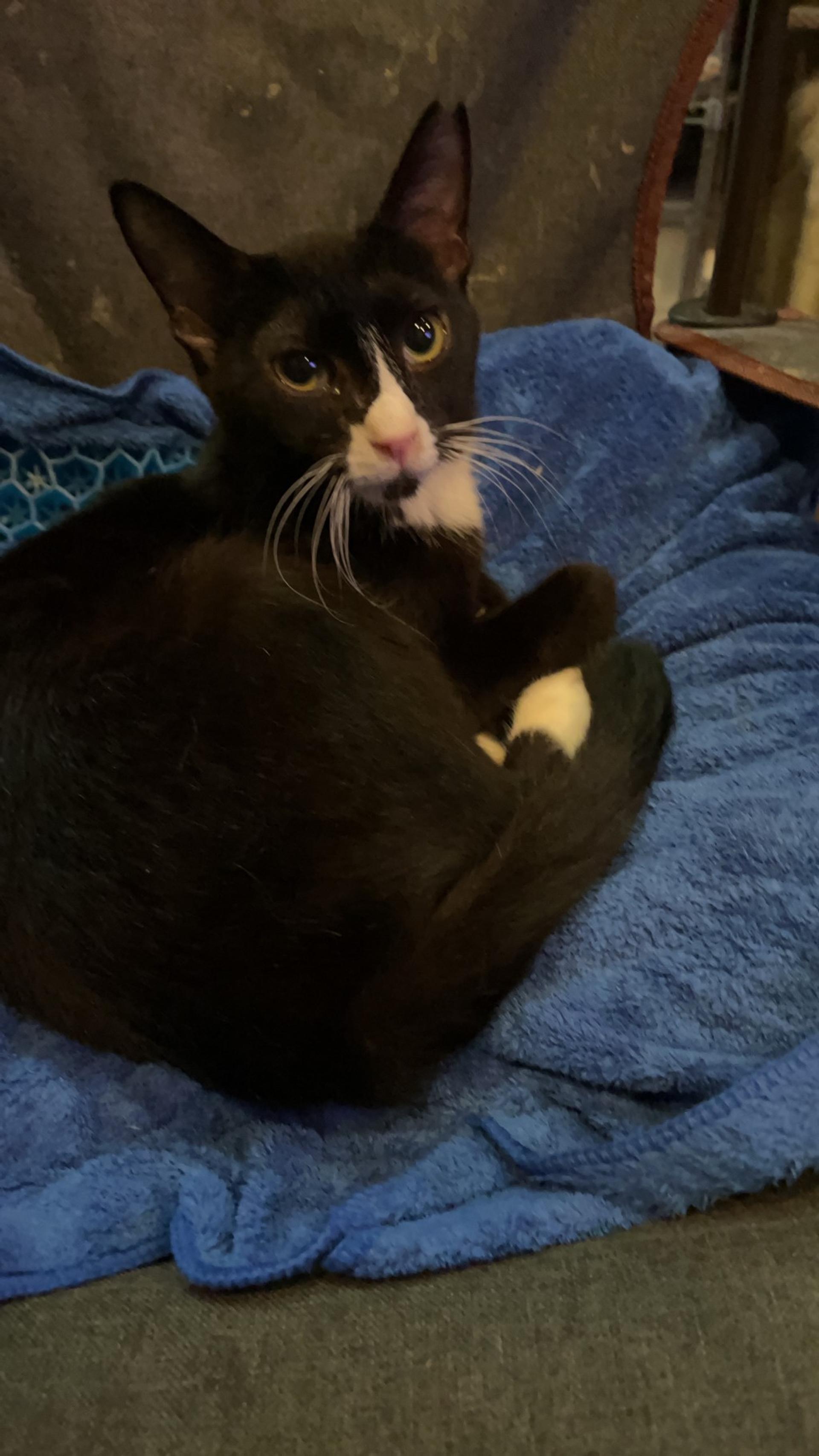 pet-image-2