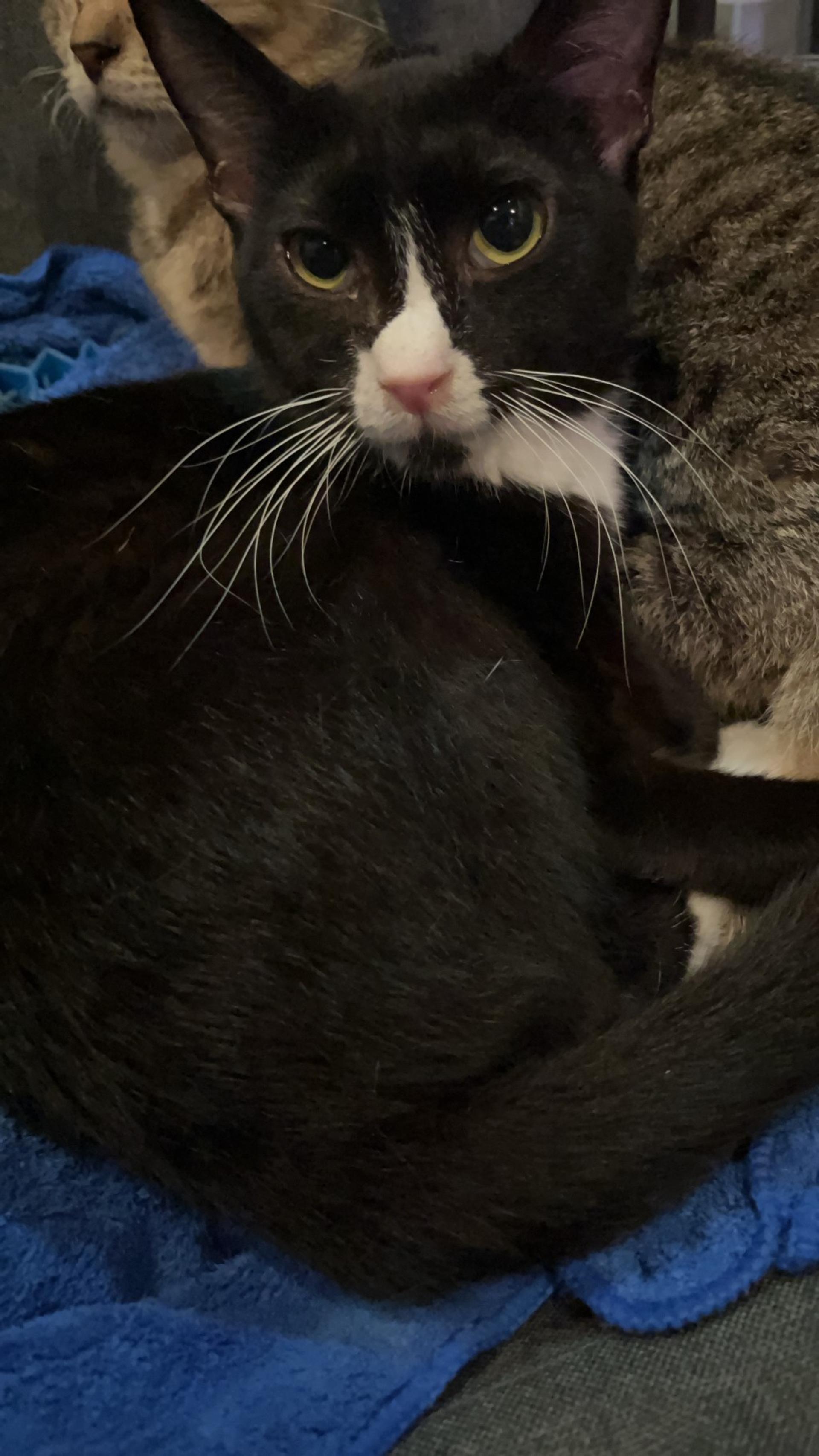 pet-image-4