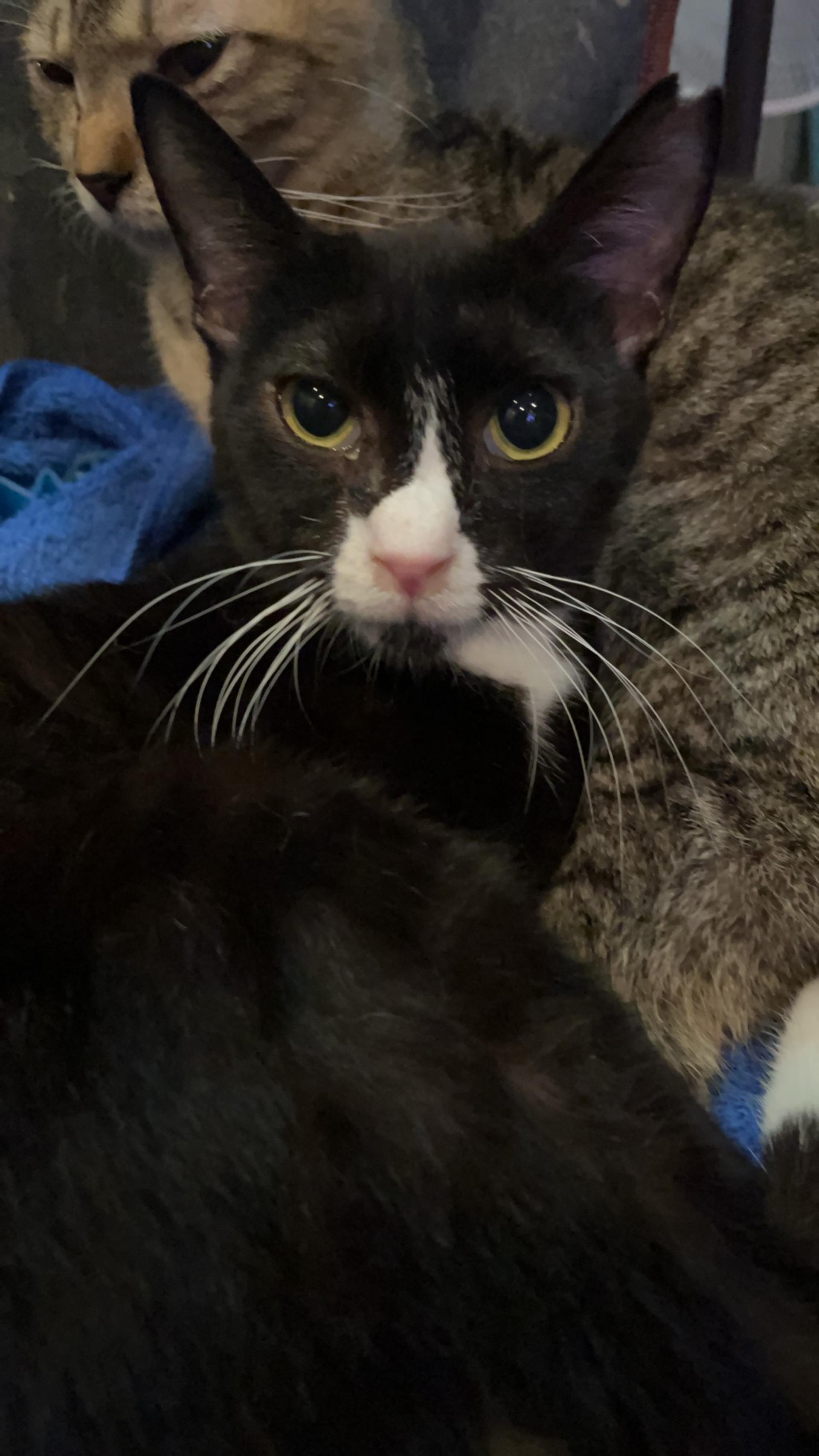 pet-image-3