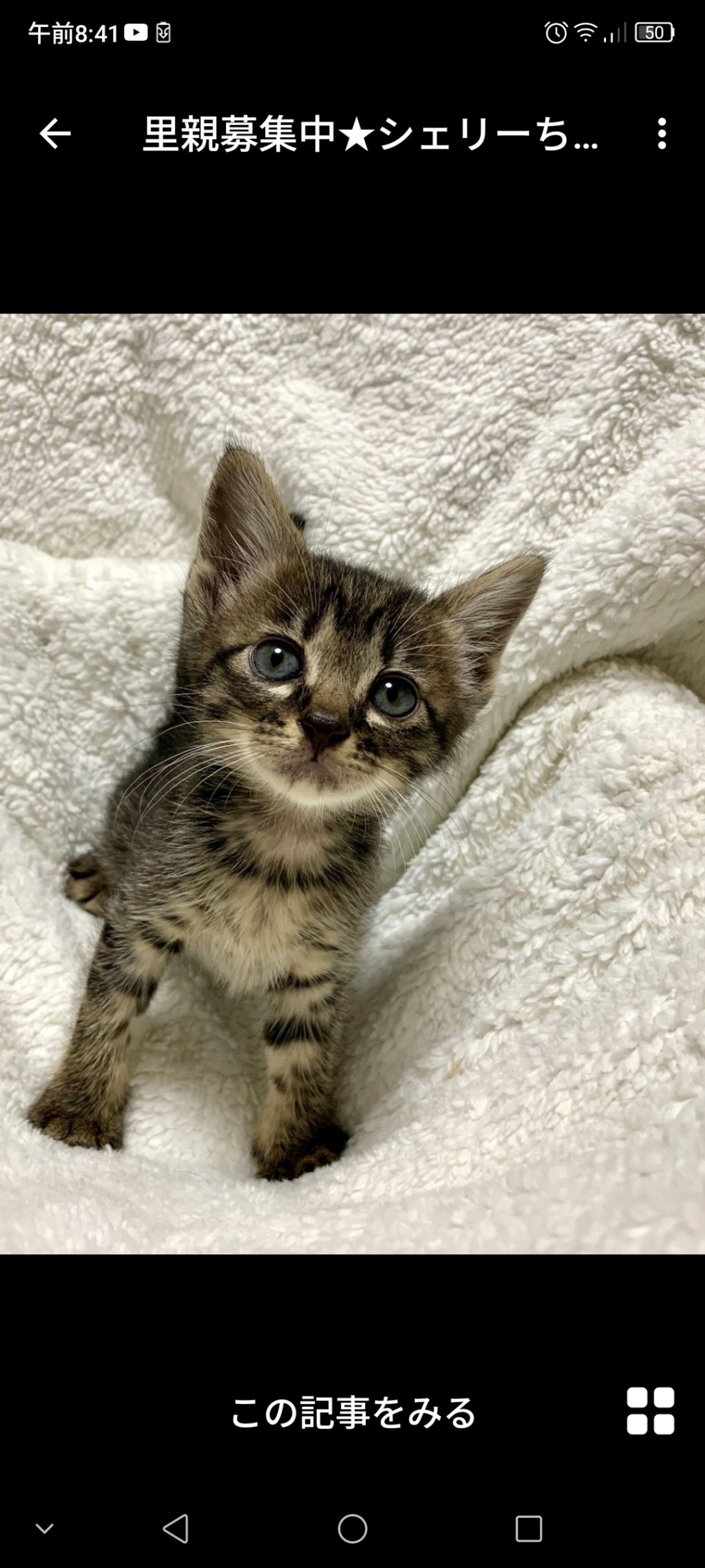 雑種（ミックス猫）・メスの里親募集の写真