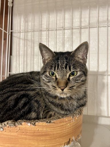 雑種（ミックス猫）・オスの里親募集の写真