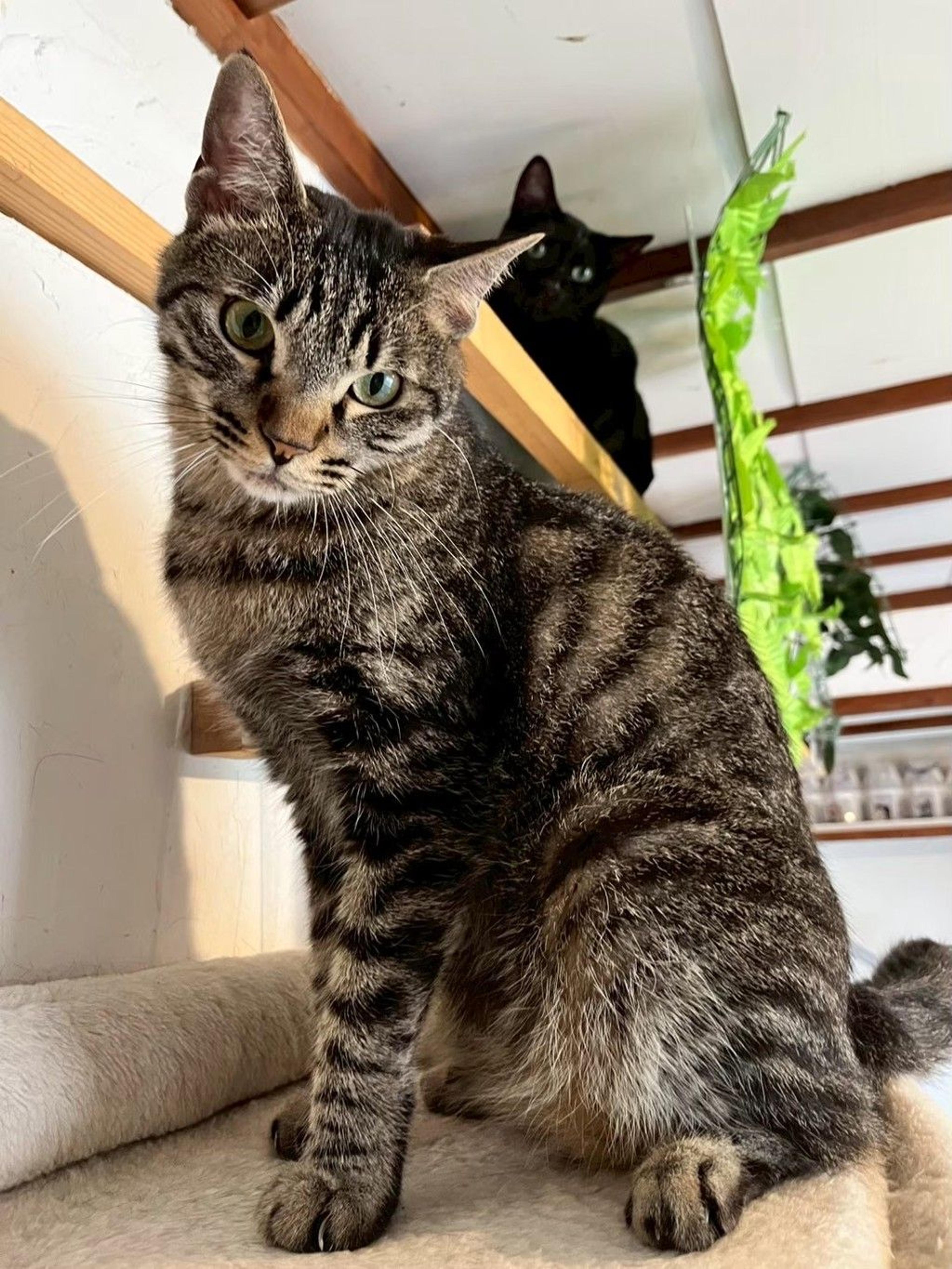 pet-image-3
