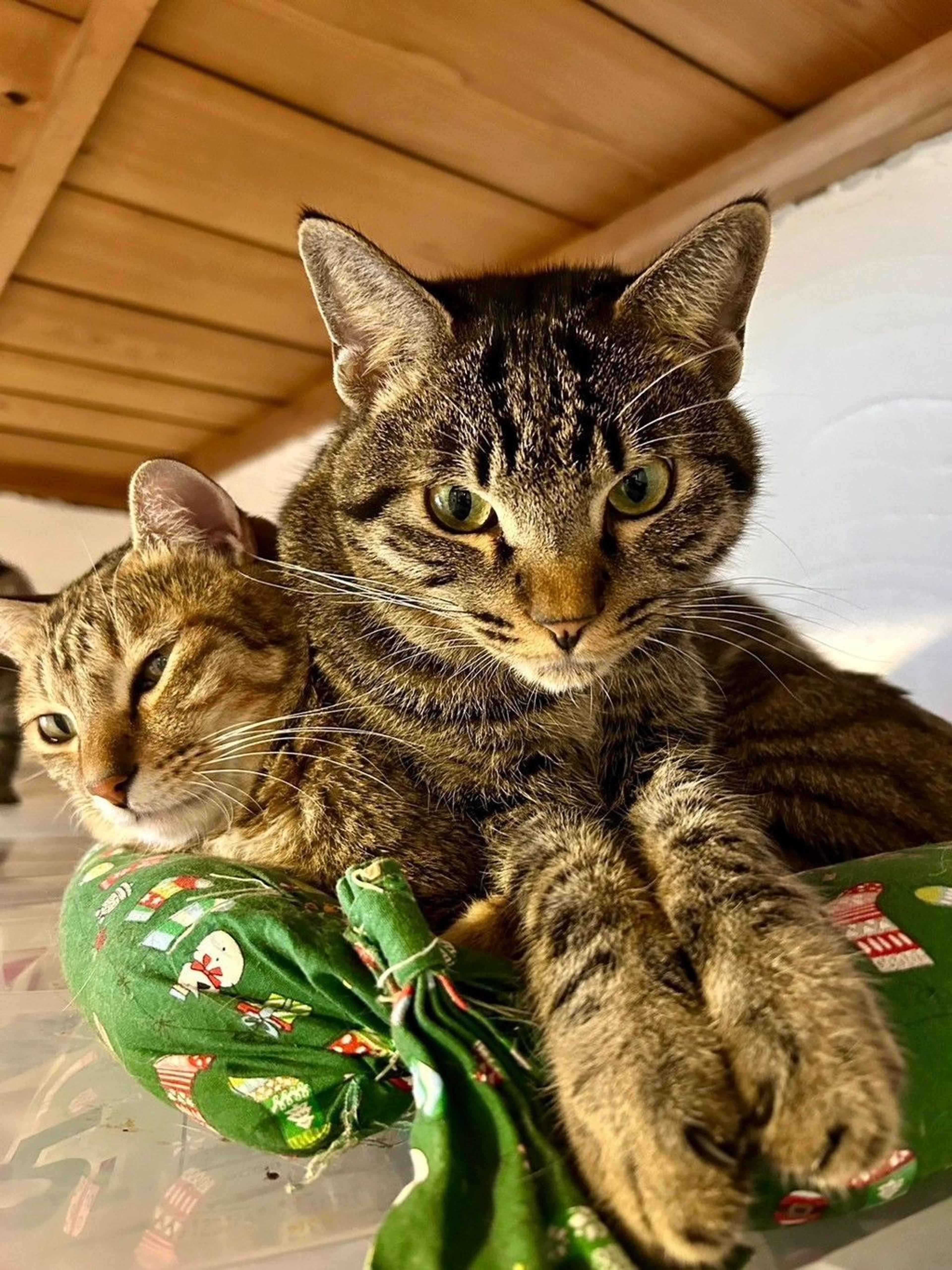 pet-image-5