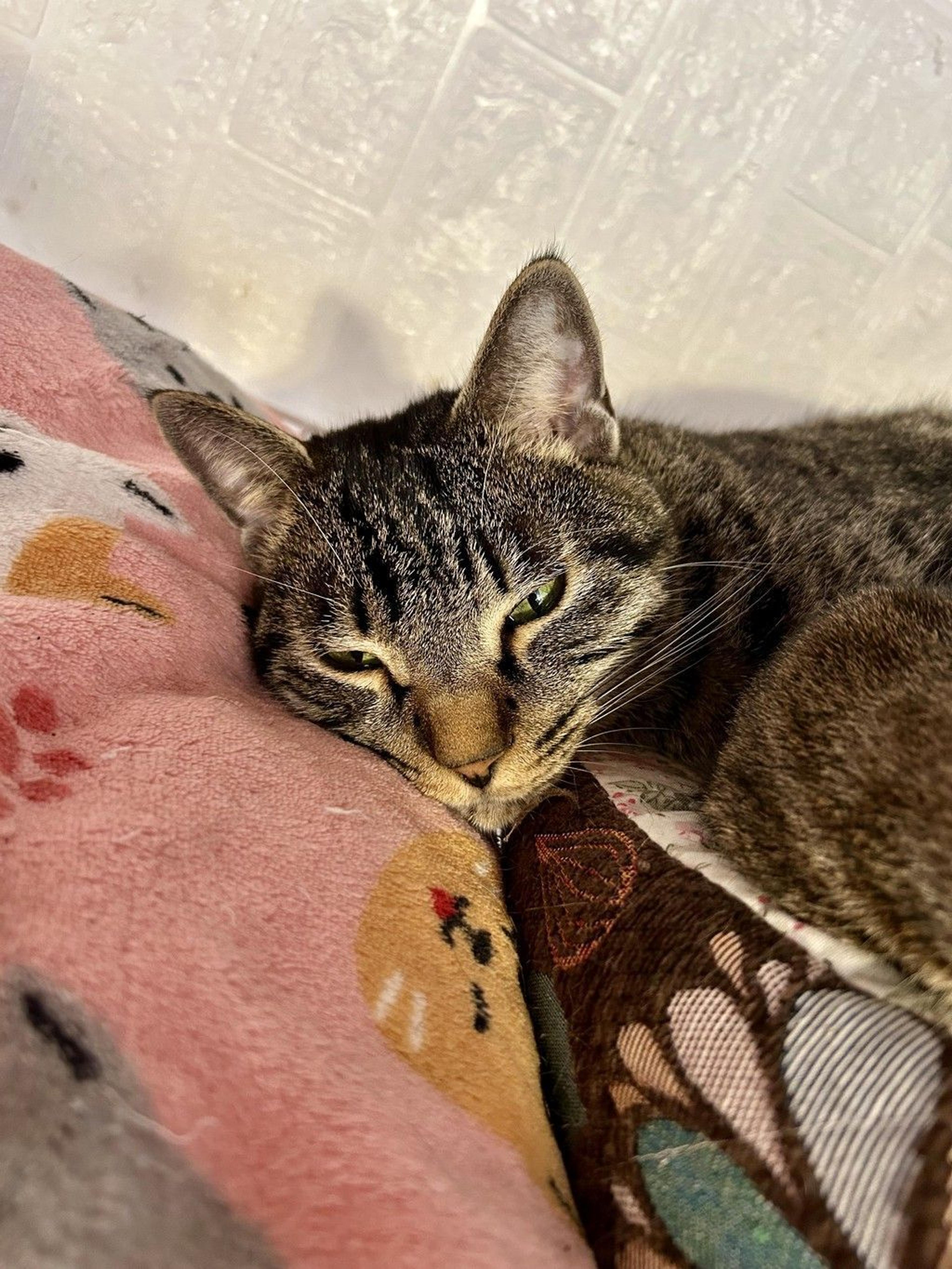 pet-image-8