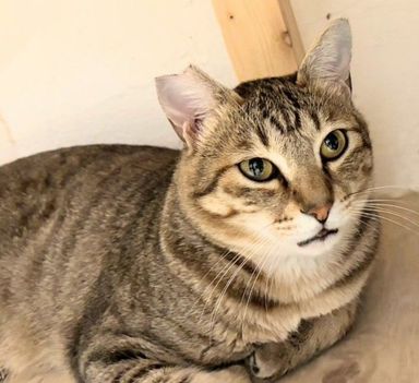 雑種（ミックス猫）・オスの里親募集の写真