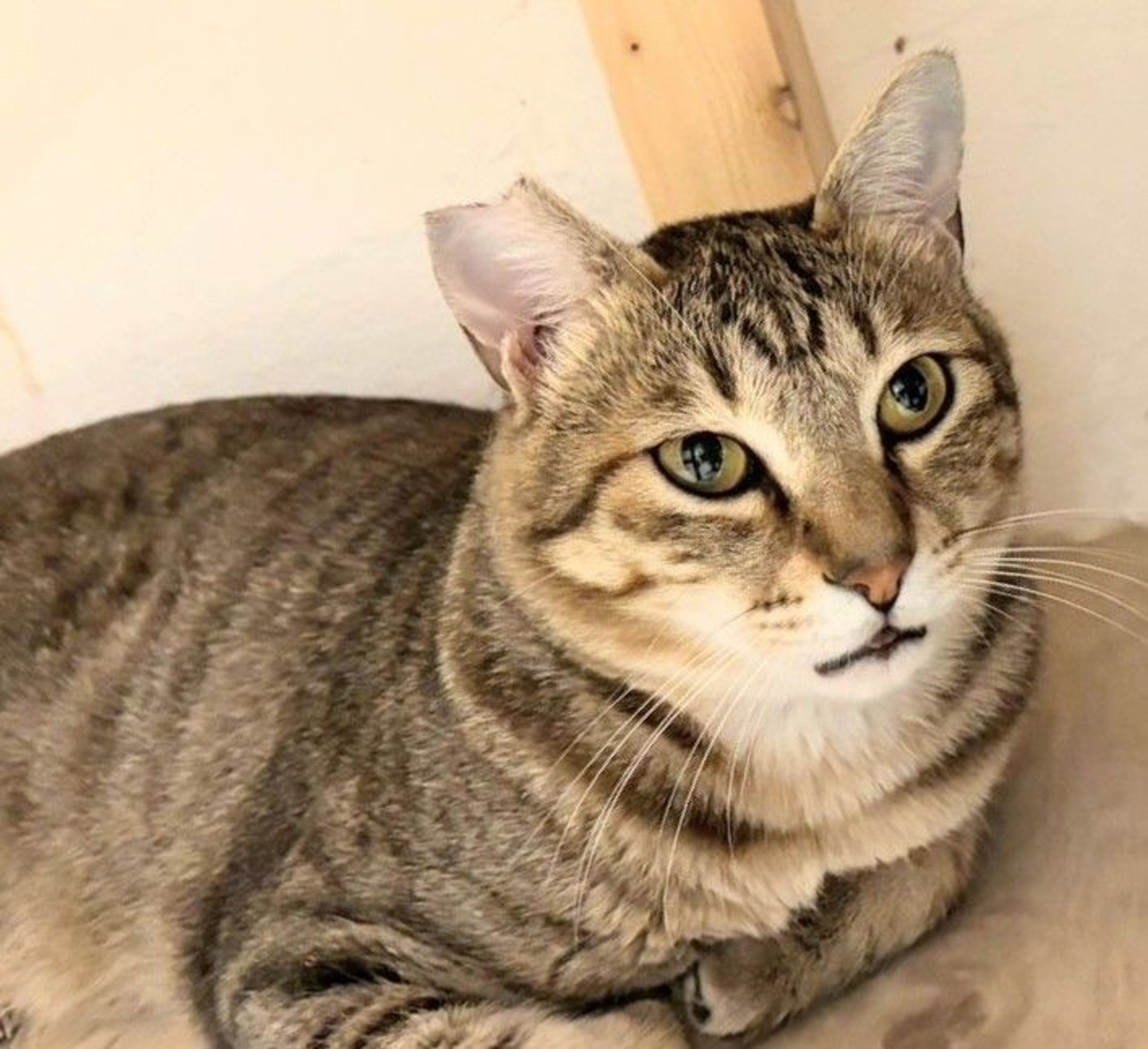 雑種（ミックス猫）・オスの里親募集の写真