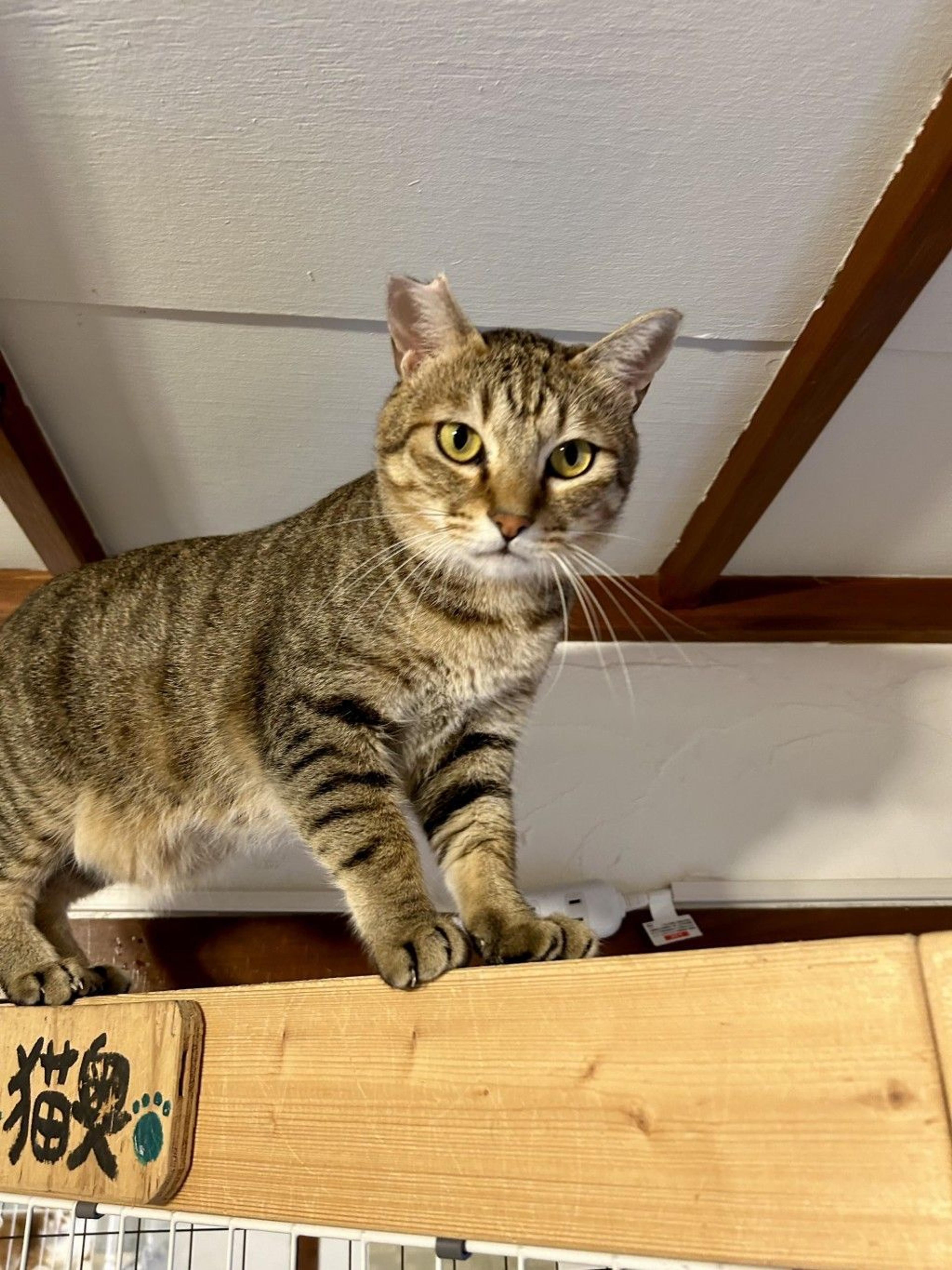 pet-image-4