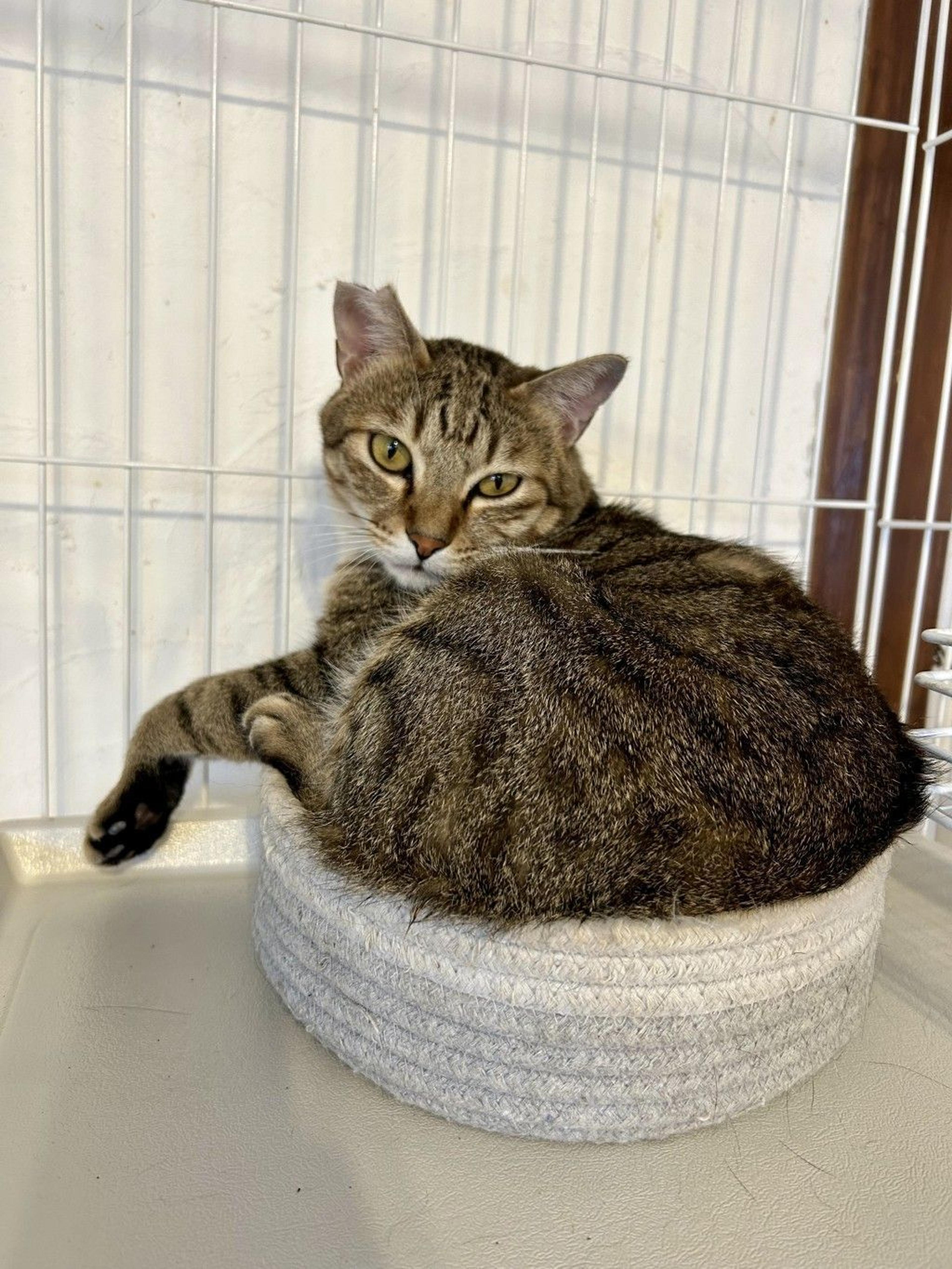 pet-image-3