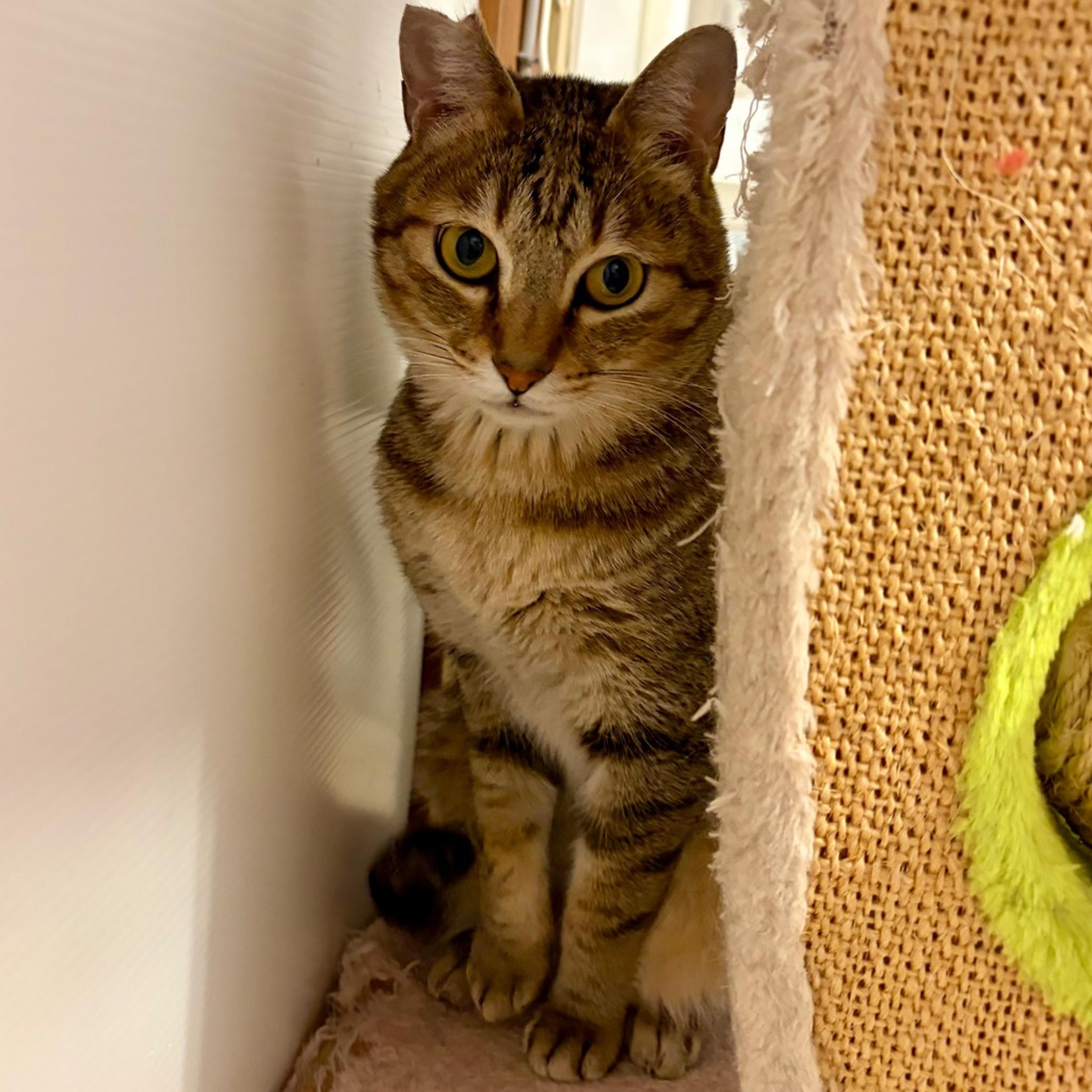 pet-image-10