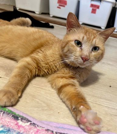 雑種（ミックス猫）・オスの里親募集の写真