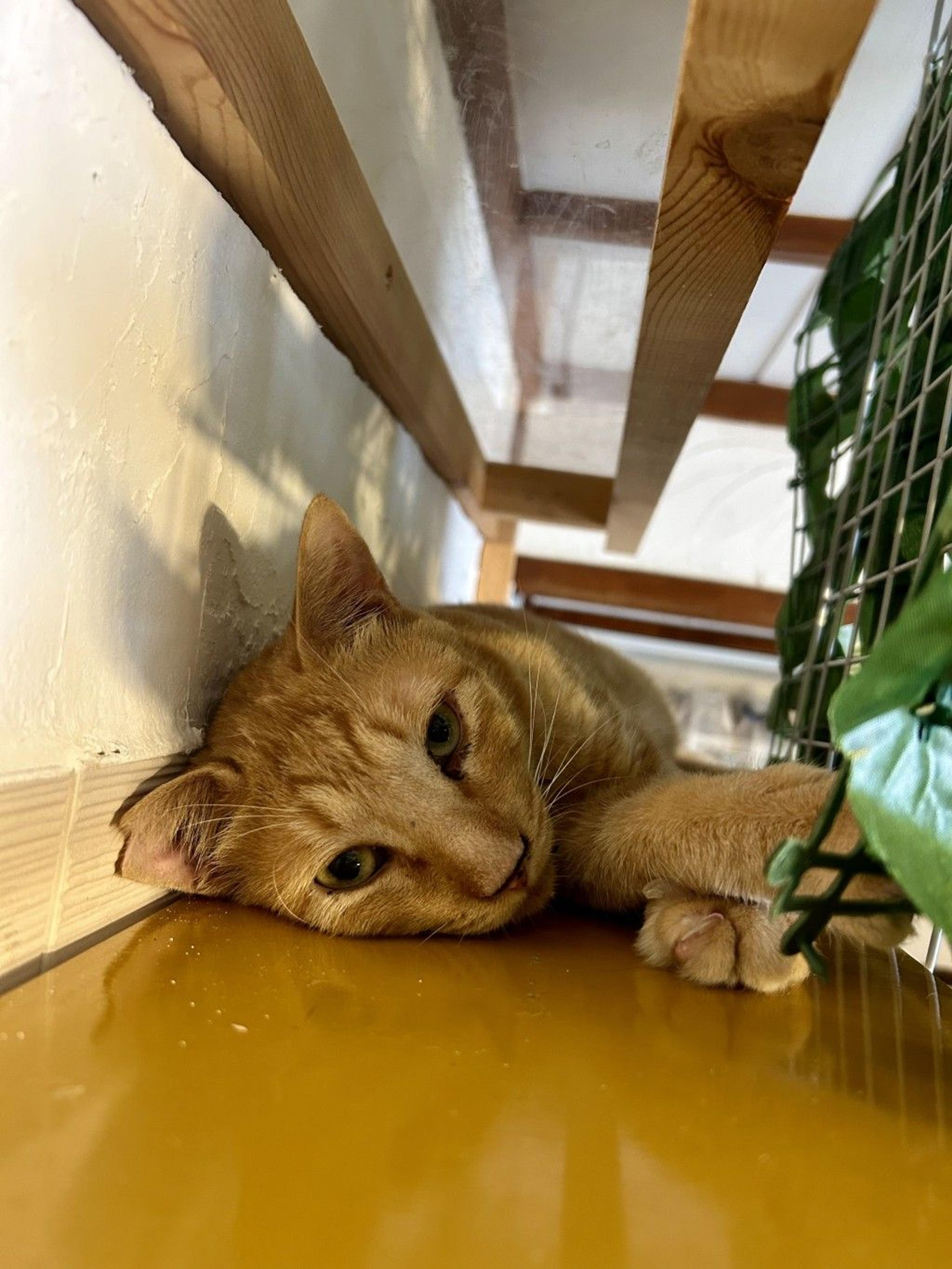 pet-image-2