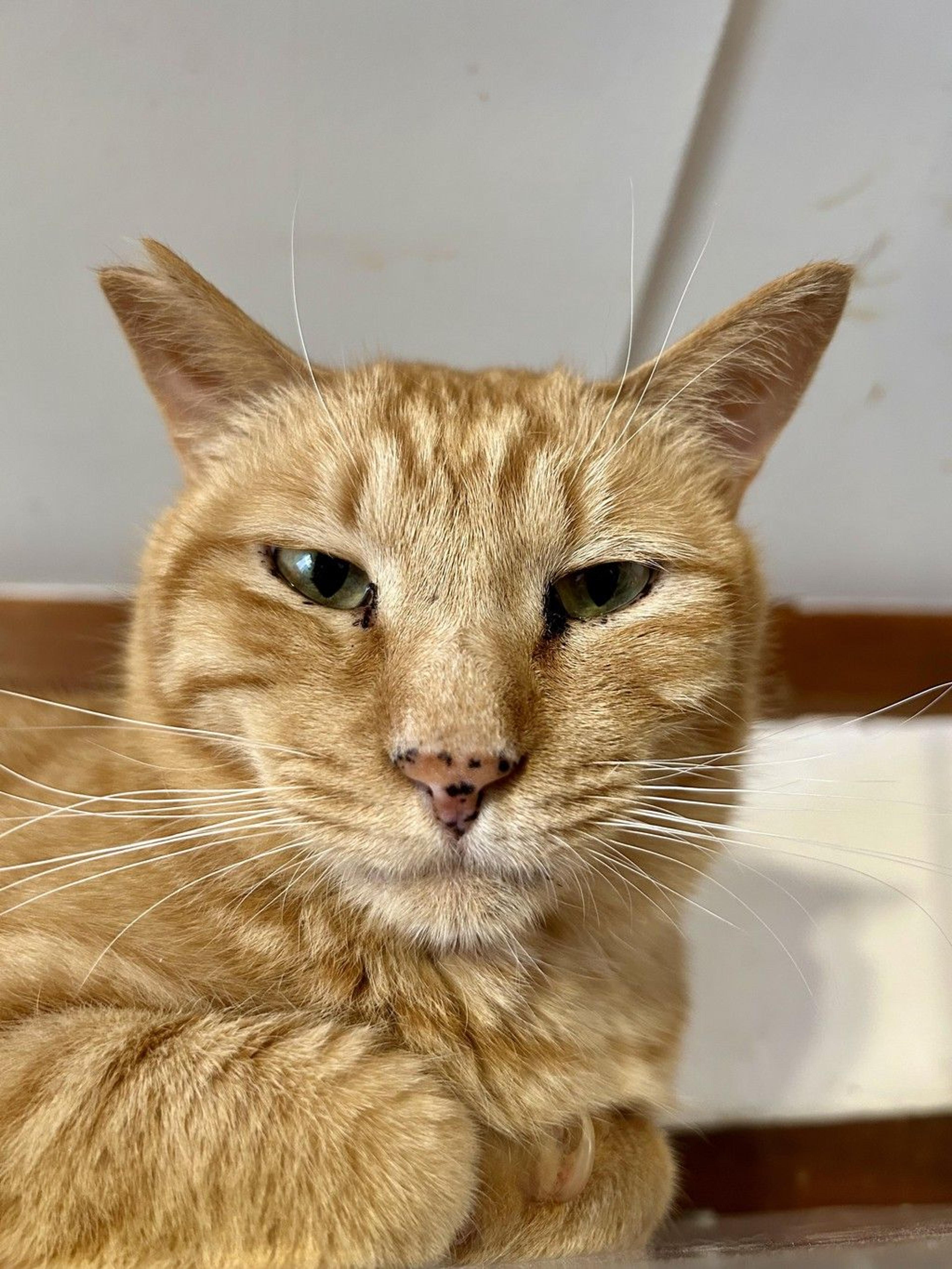 pet-image-9