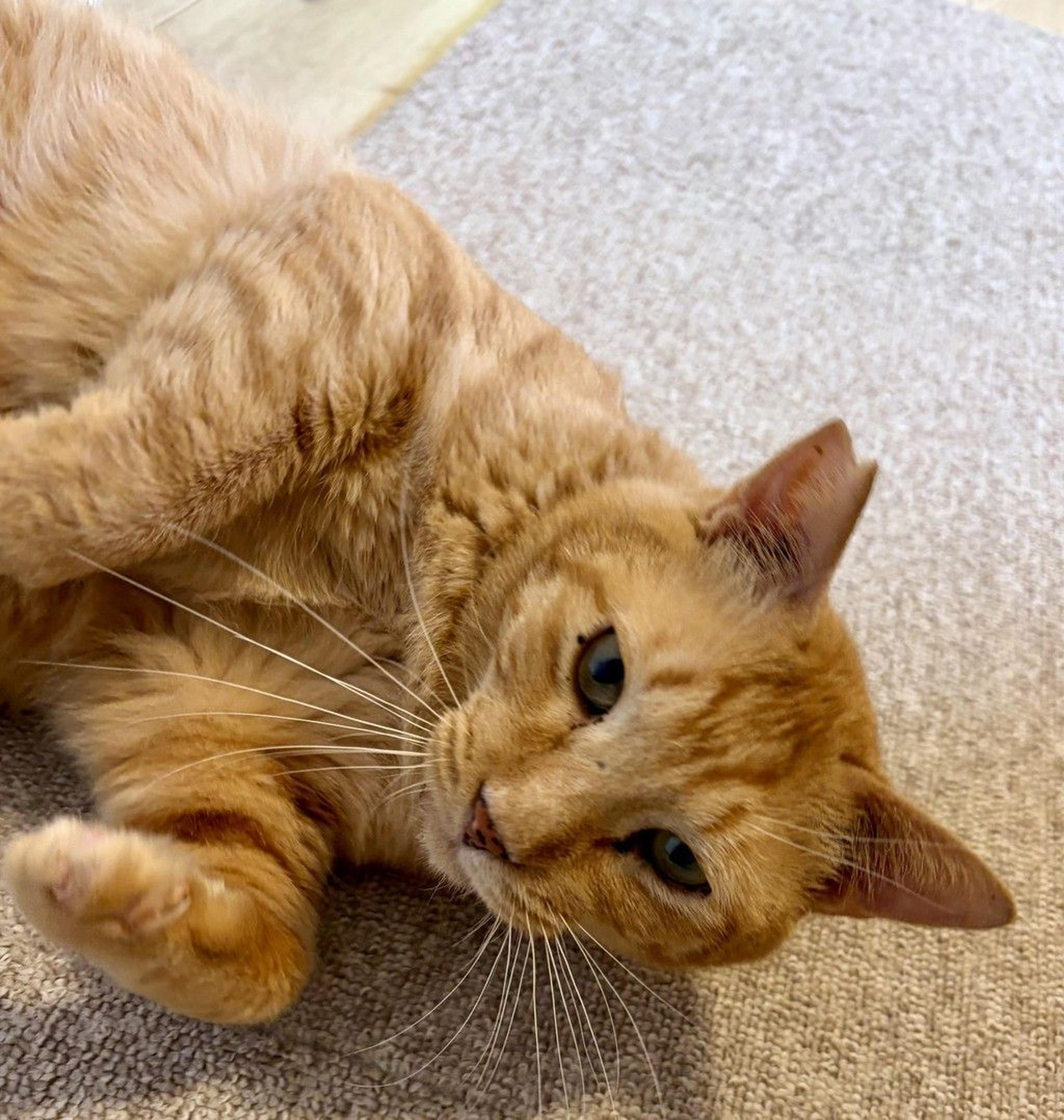 pet-image-10
