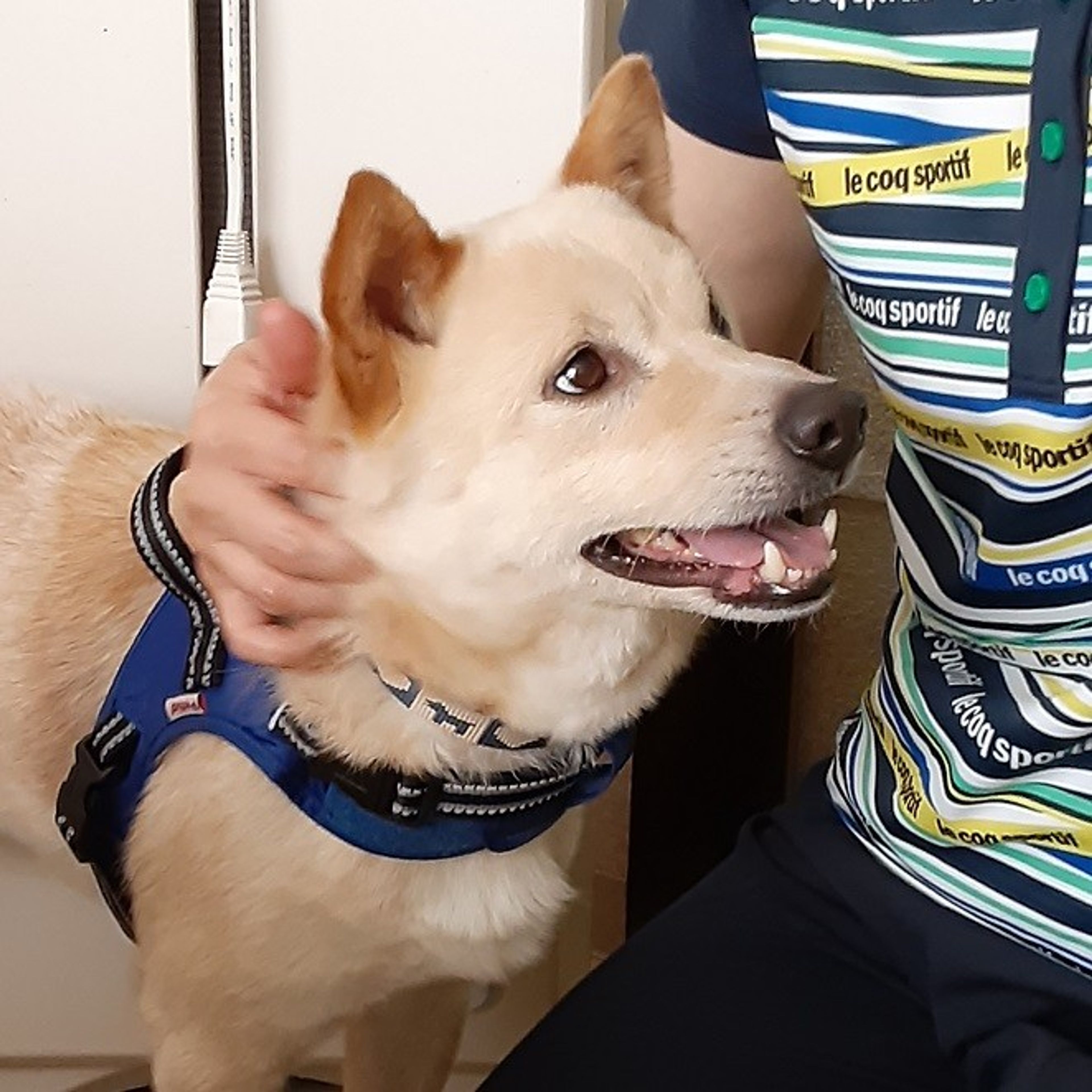 pet-image-2