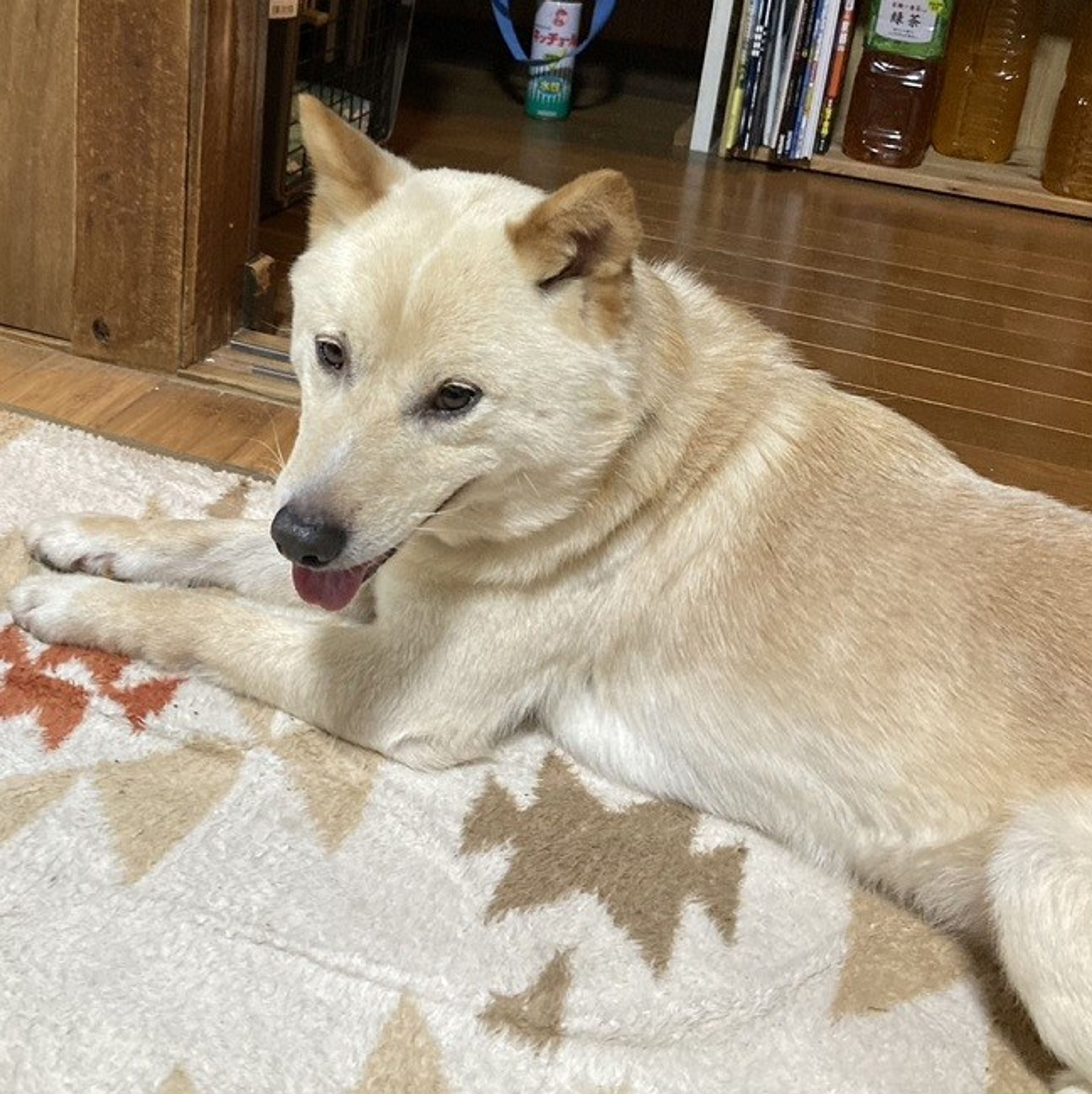 pet-image-3