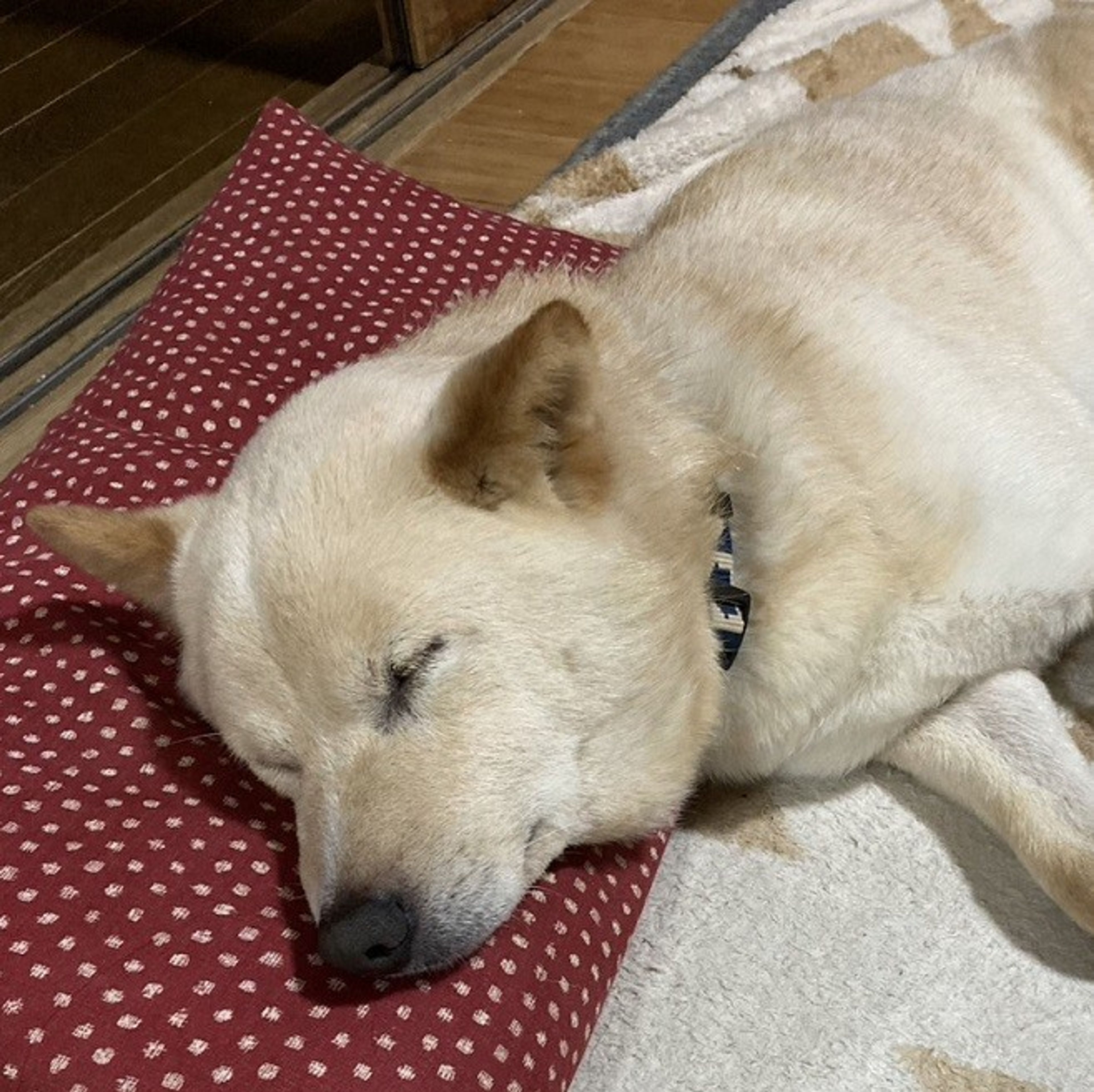 pet-image-4