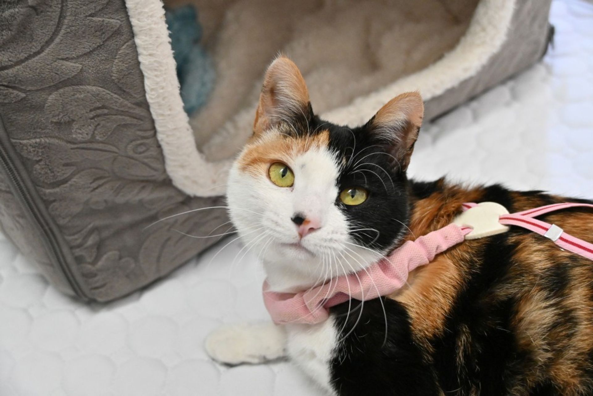 雑種（ミックス猫）・メスの里親募集の写真