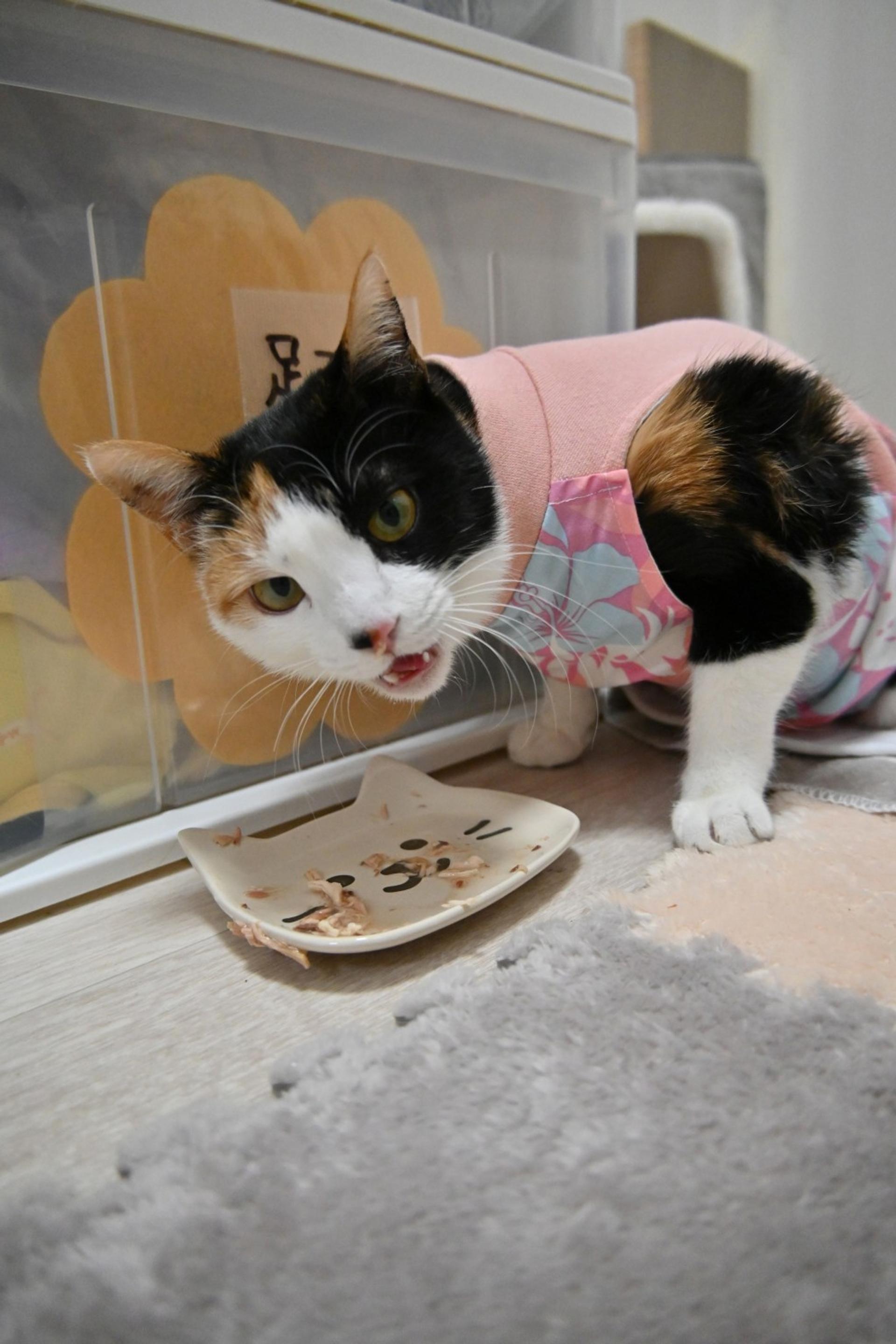 pet-image-4