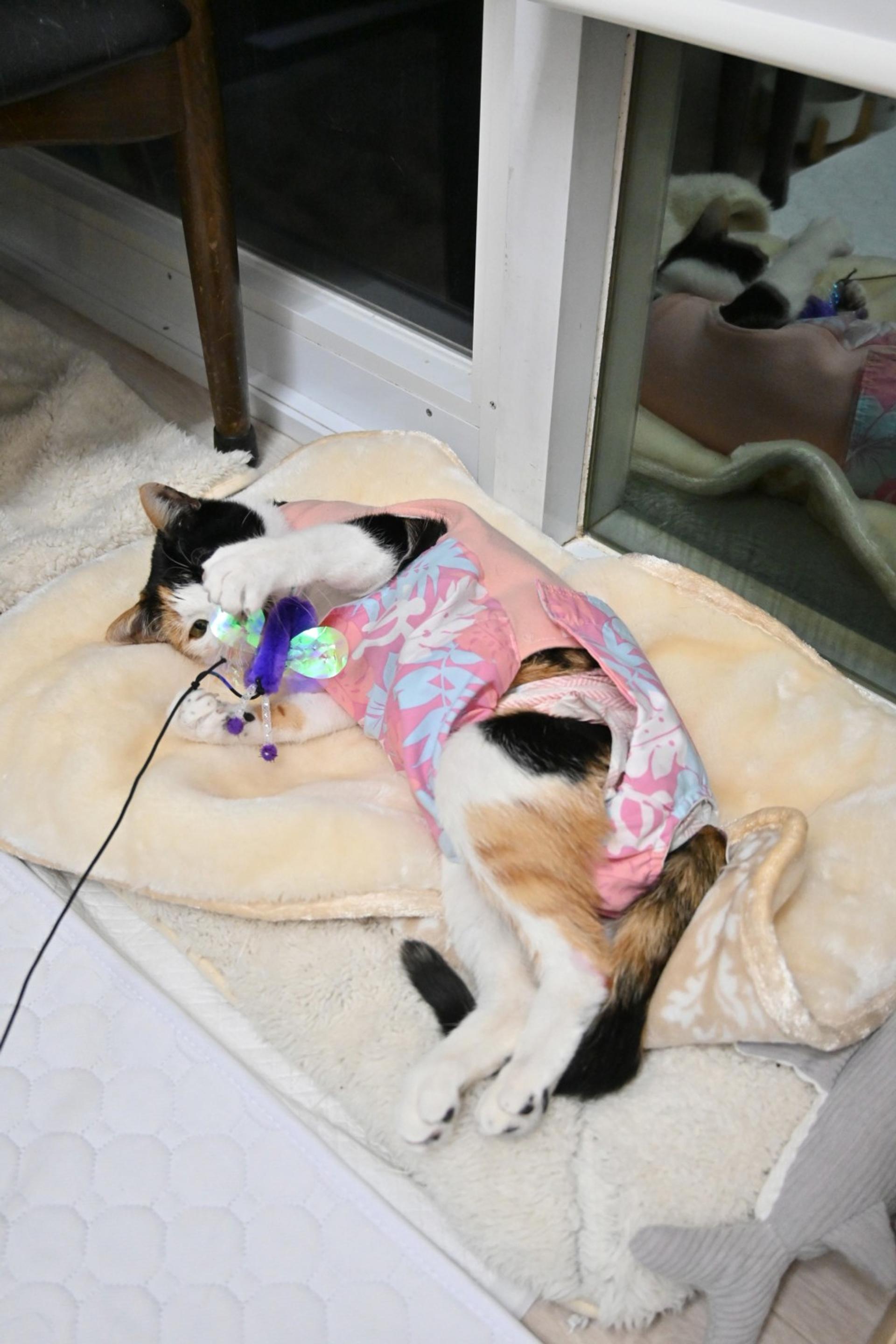 pet-image-6