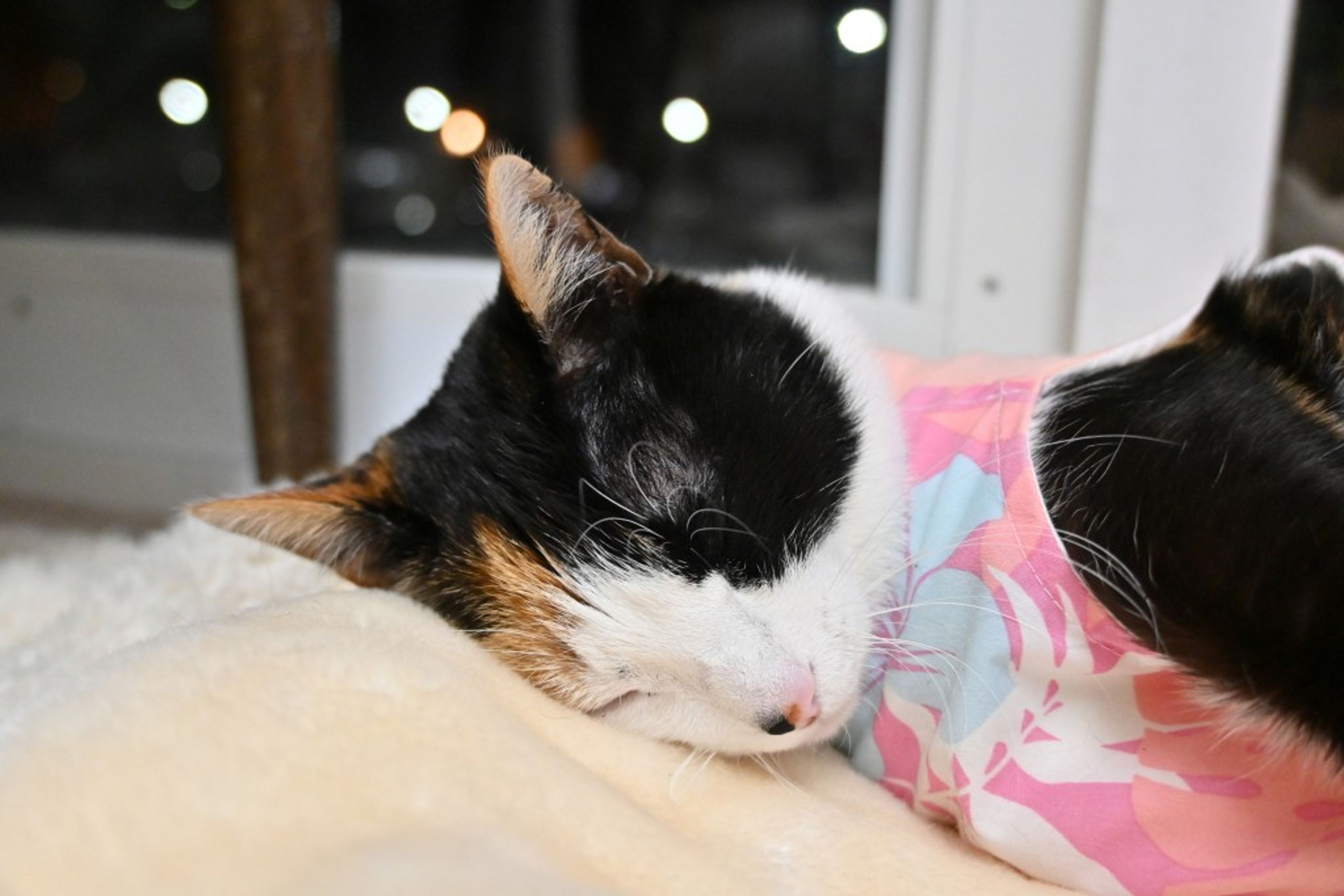 pet-image-5