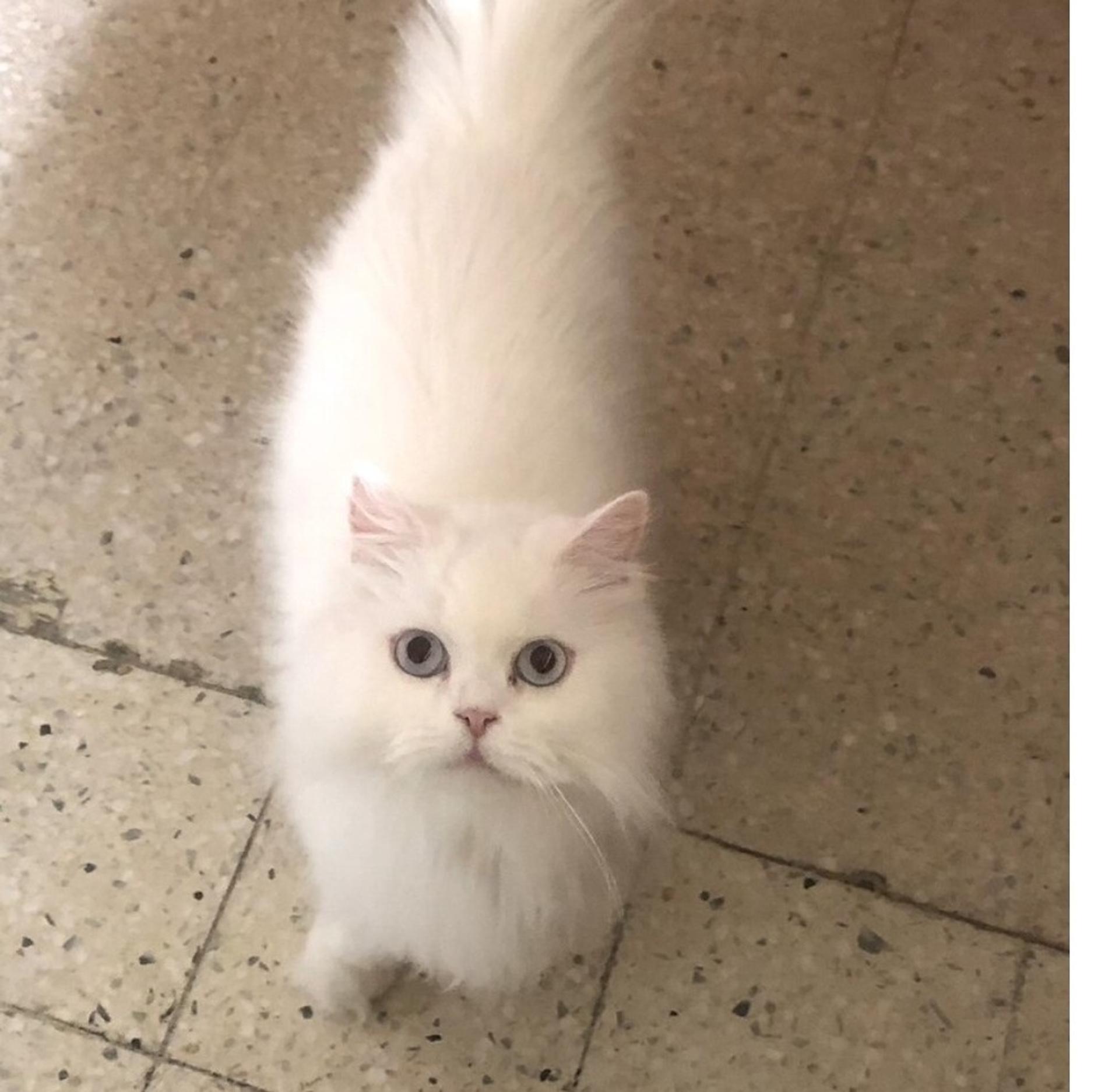pet-image-3