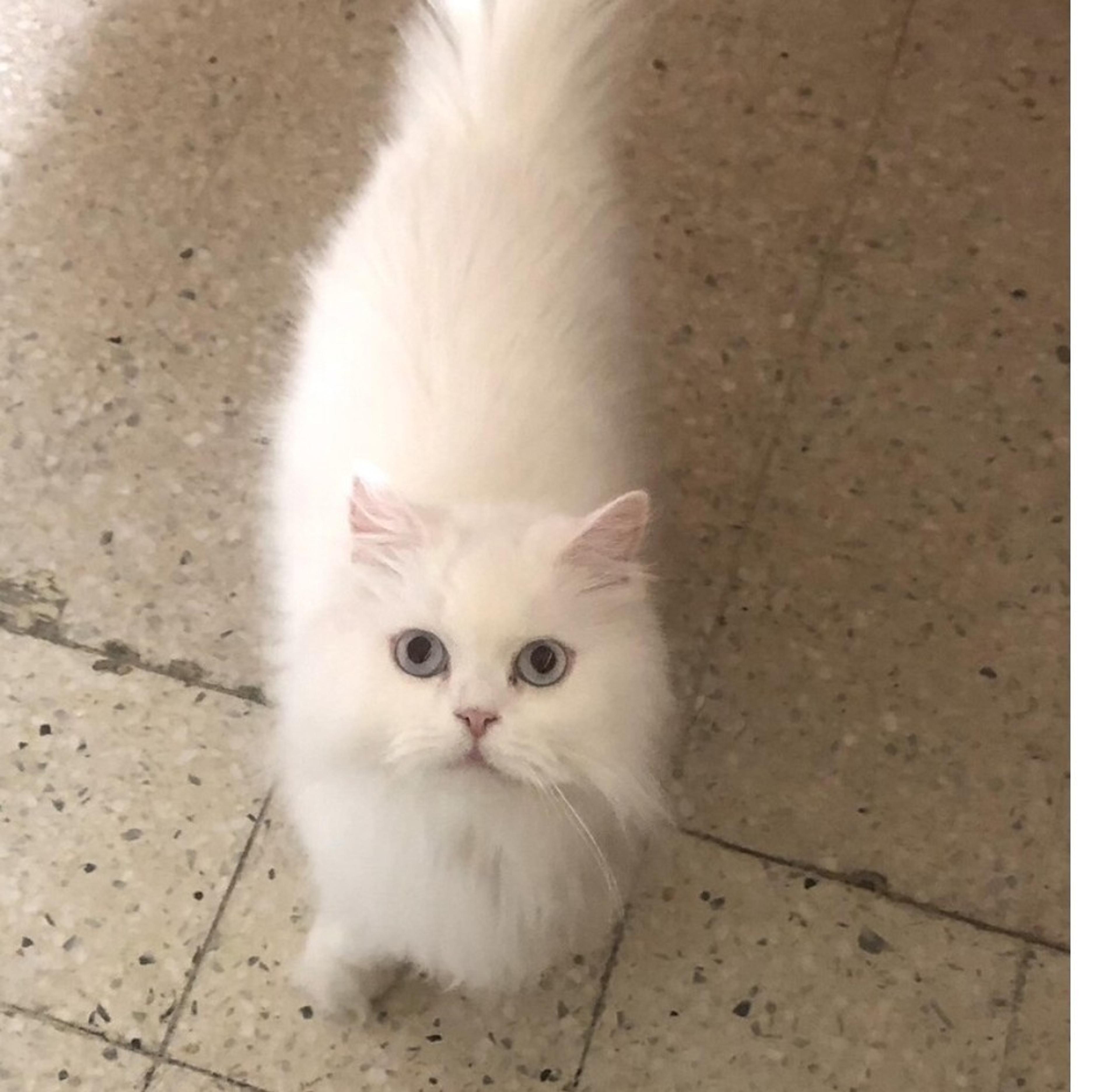 pet-image-3