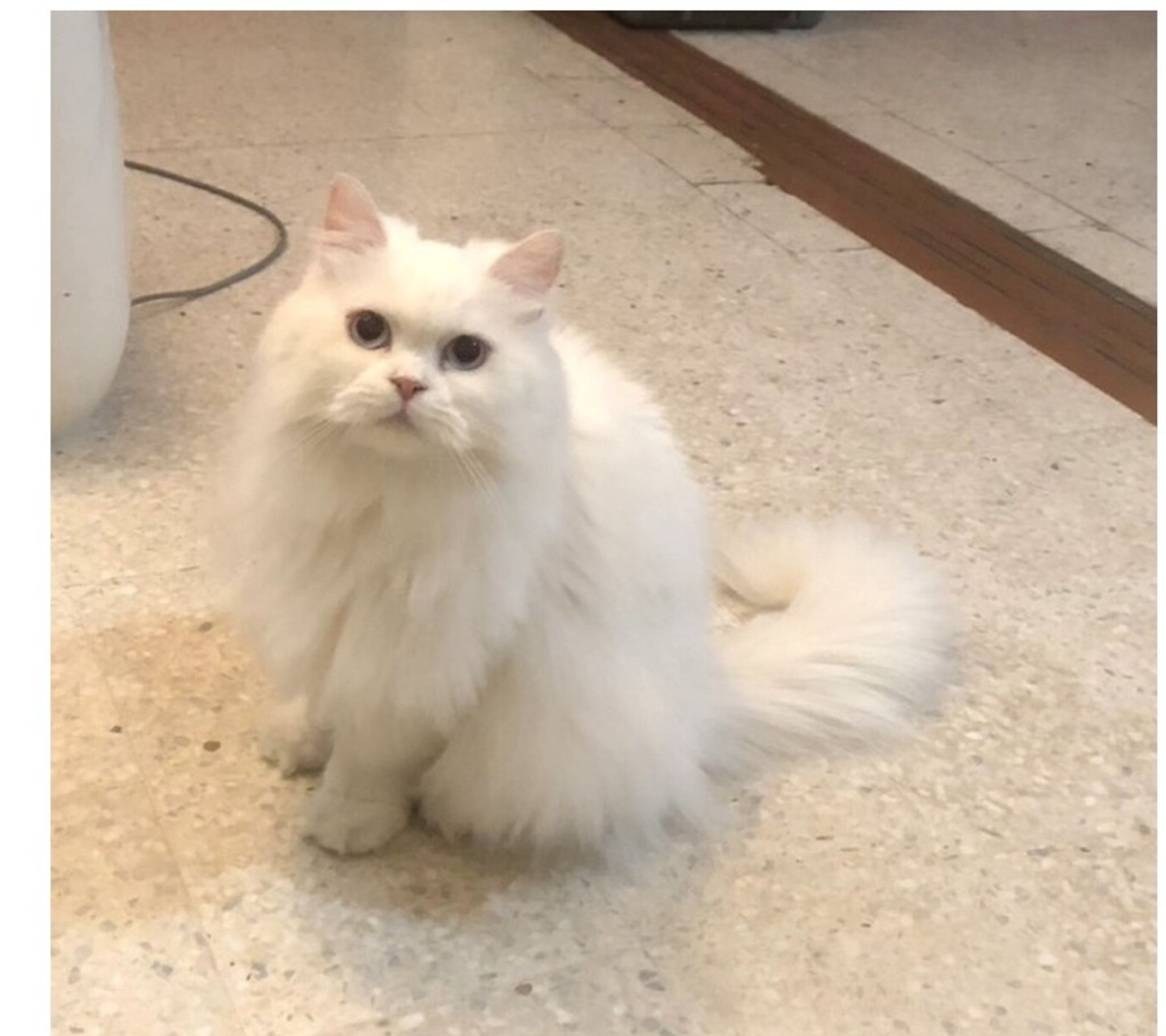 雑種（ミックス猫）・メスの里親募集の写真