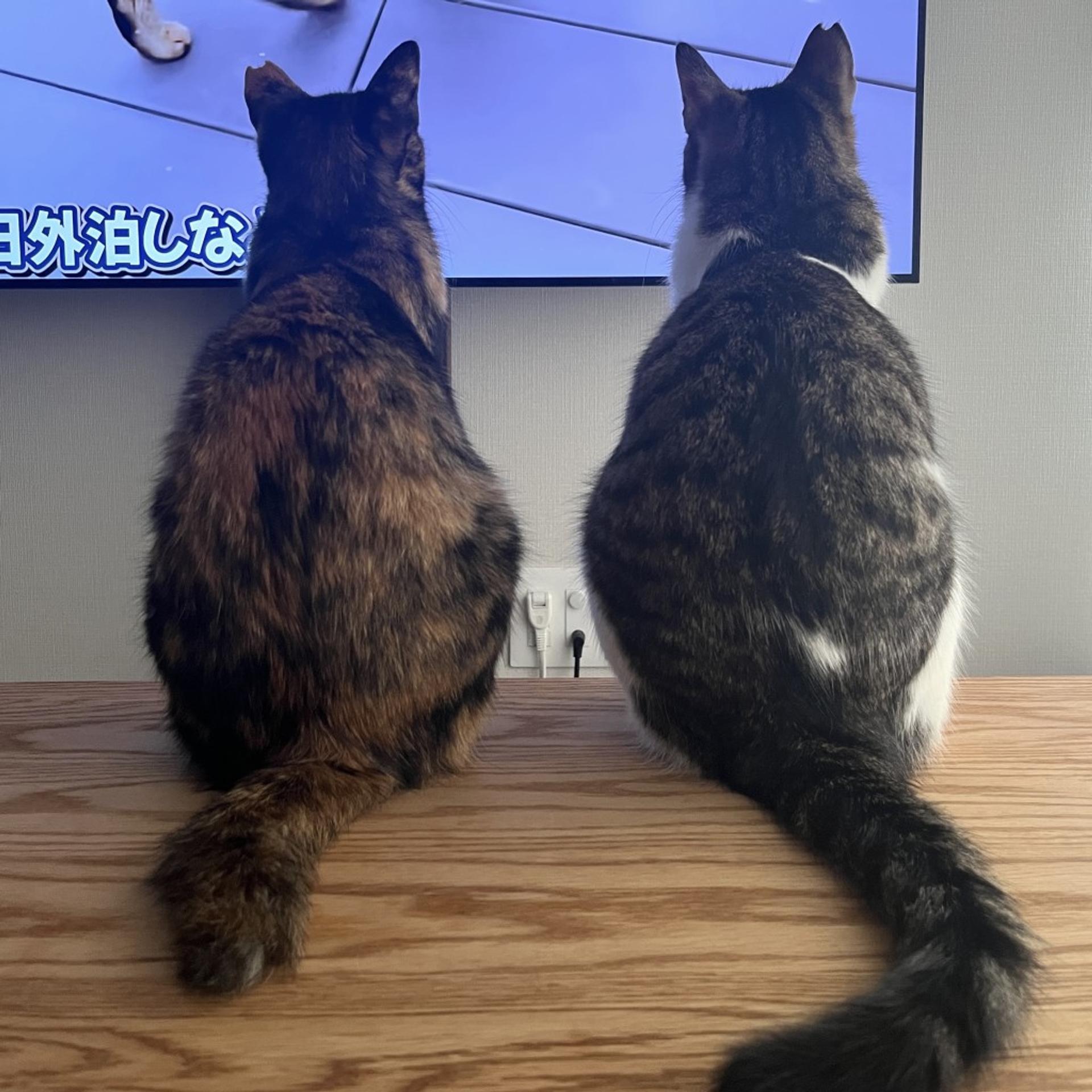 pet-image-5
