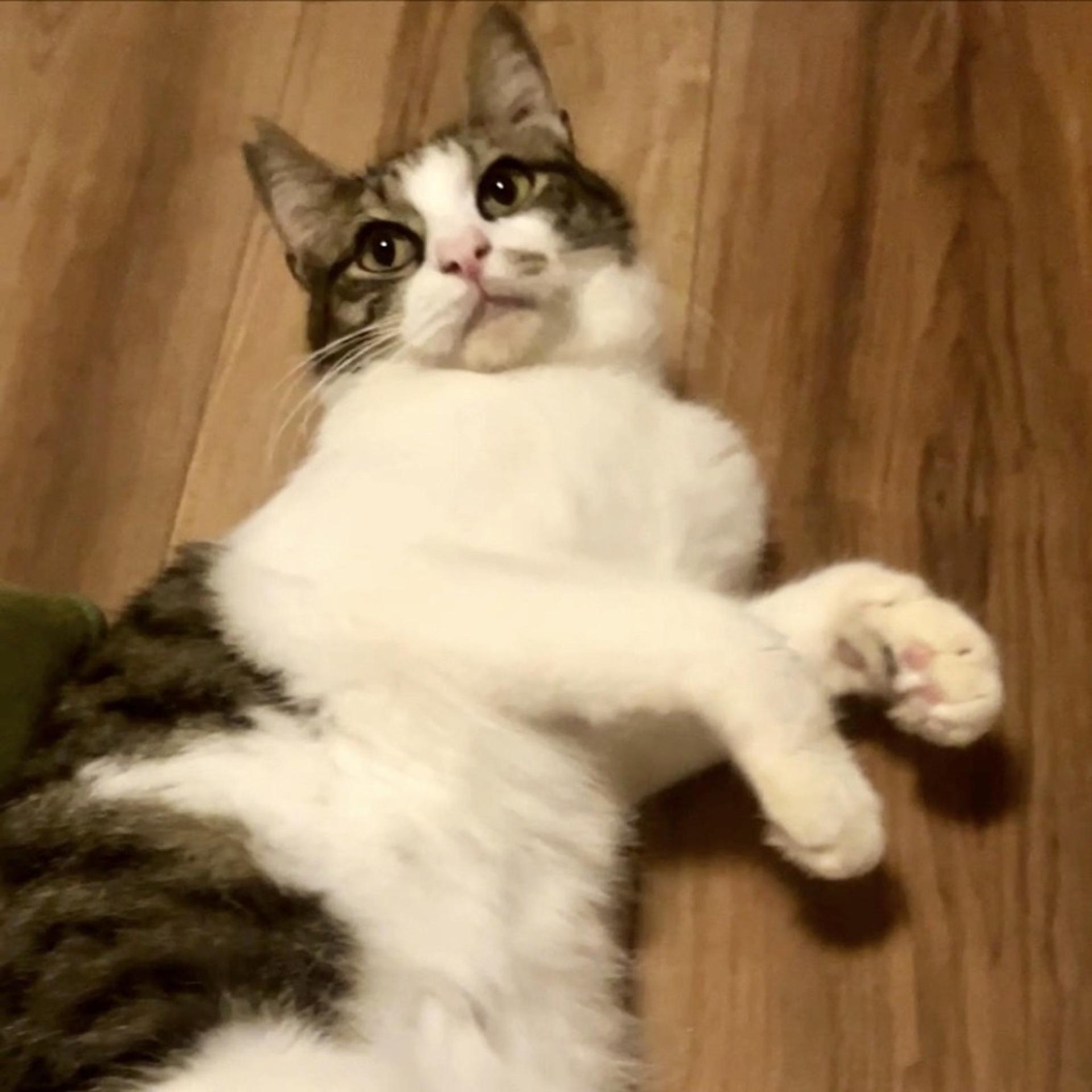 pet-image-7