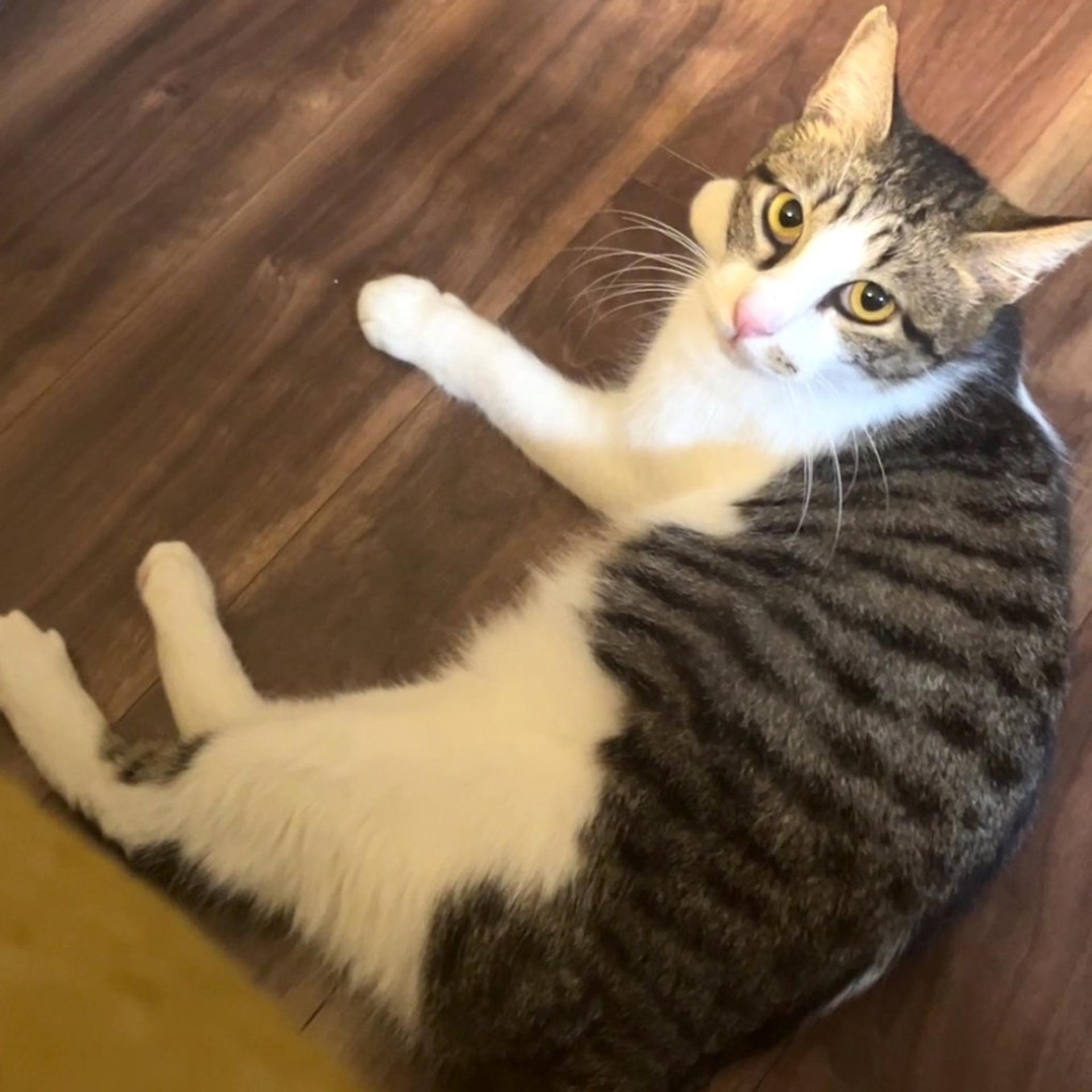 pet-image-9