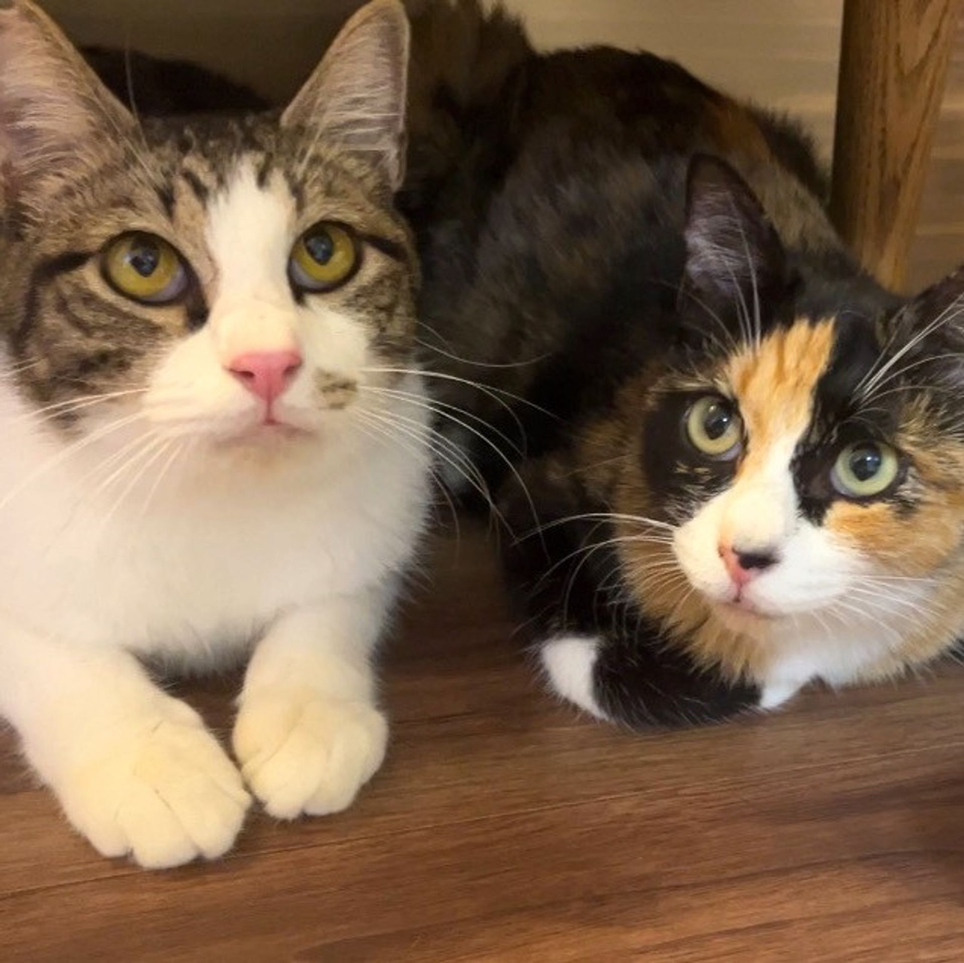 雑種（ミックス猫）・メスの里親募集の写真