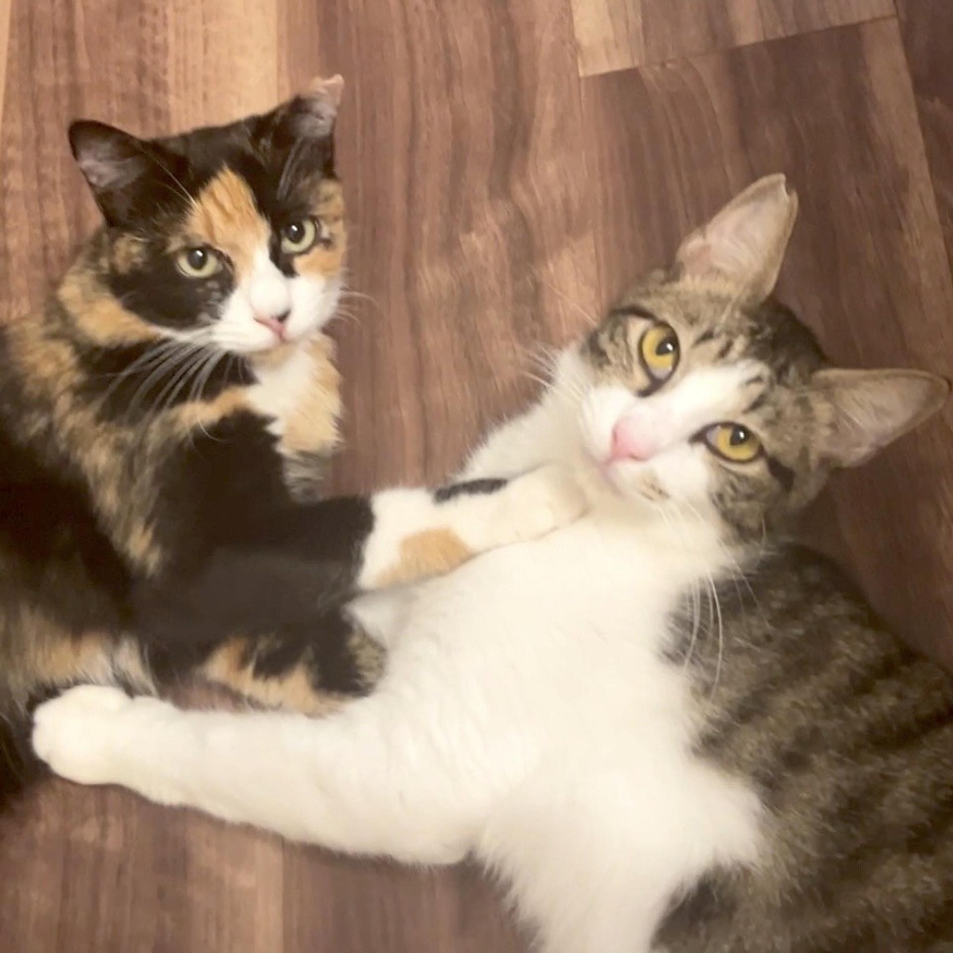 pet-image-2