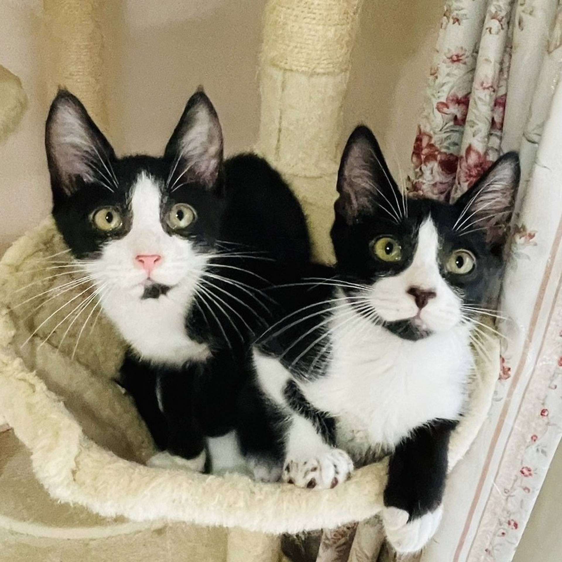 雑種（ミックス猫）・メスの里親募集の写真