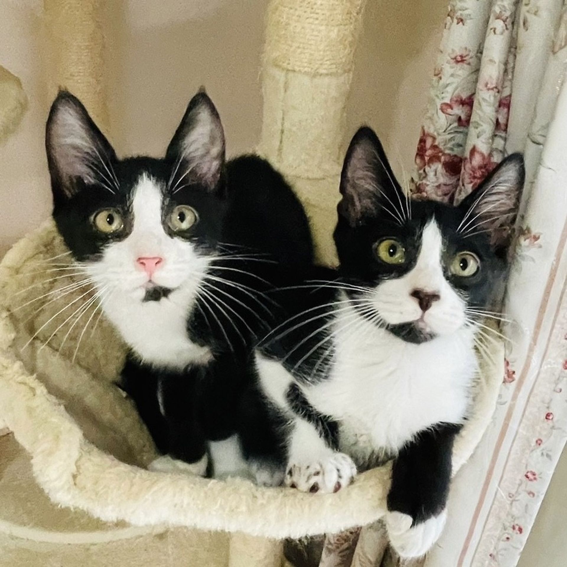 雑種（ミックス猫）・メスの里親募集の写真