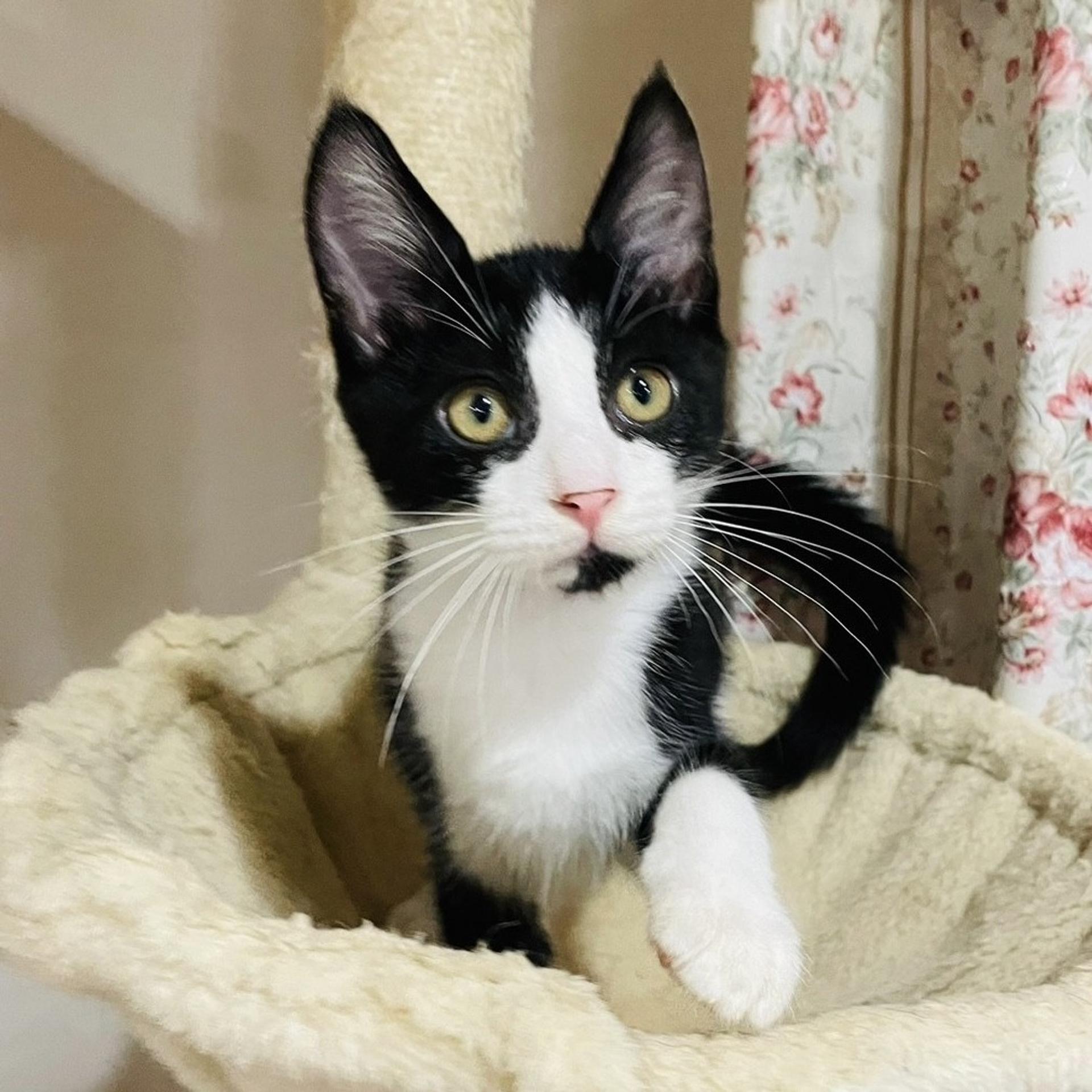 pet-image-5