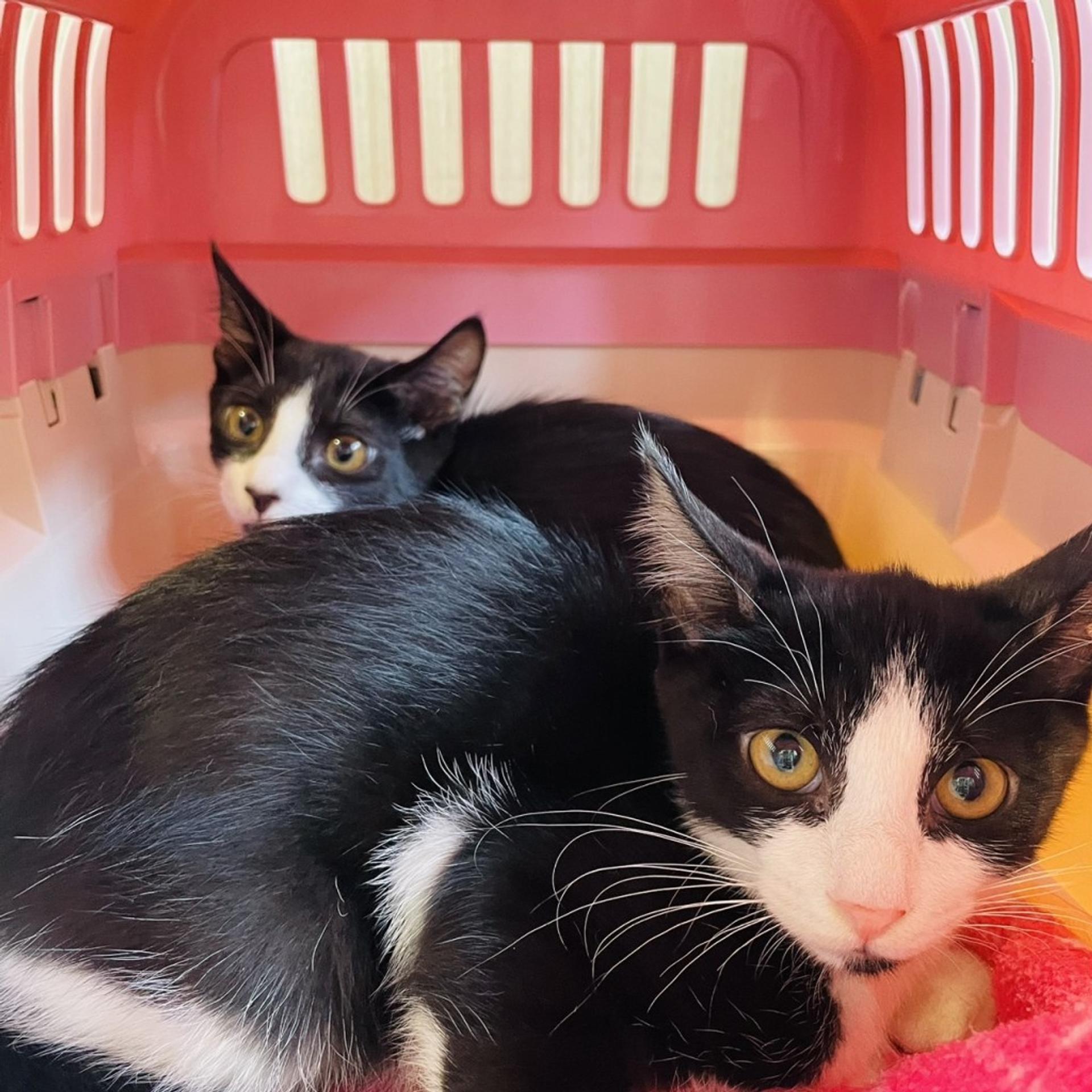 pet-image-9
