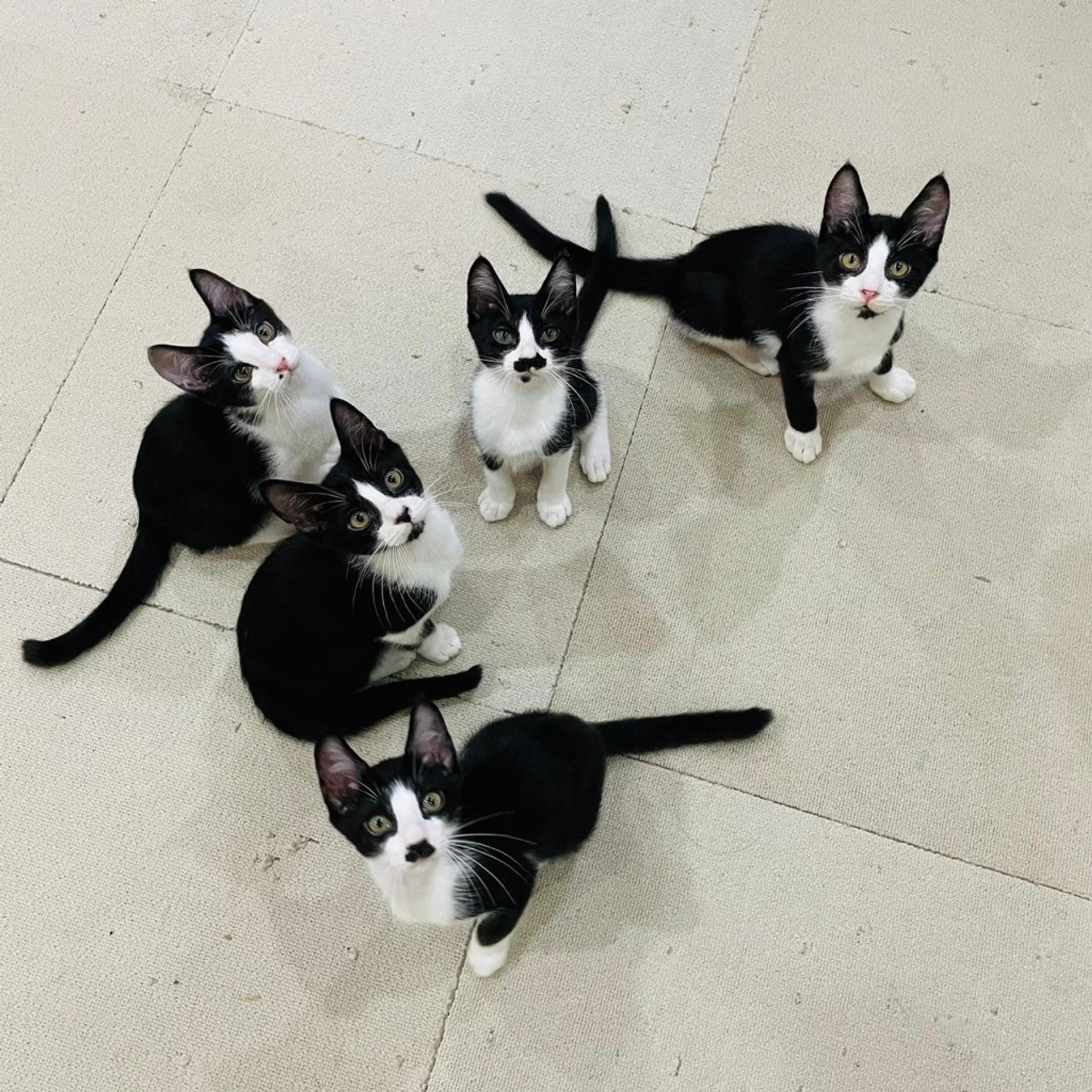 pet-image-3