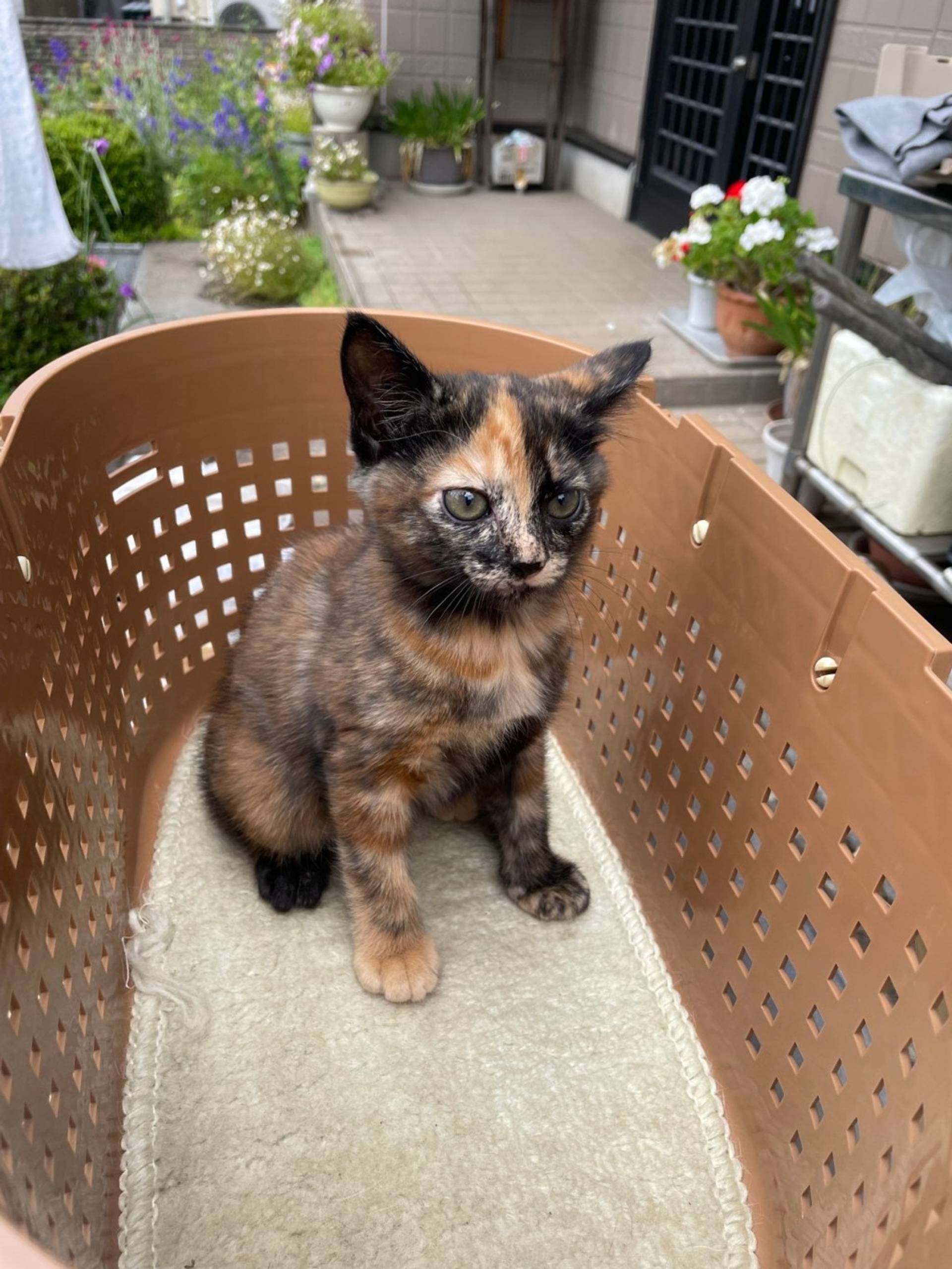 雑種（ミックス猫）・メスの里親募集の写真