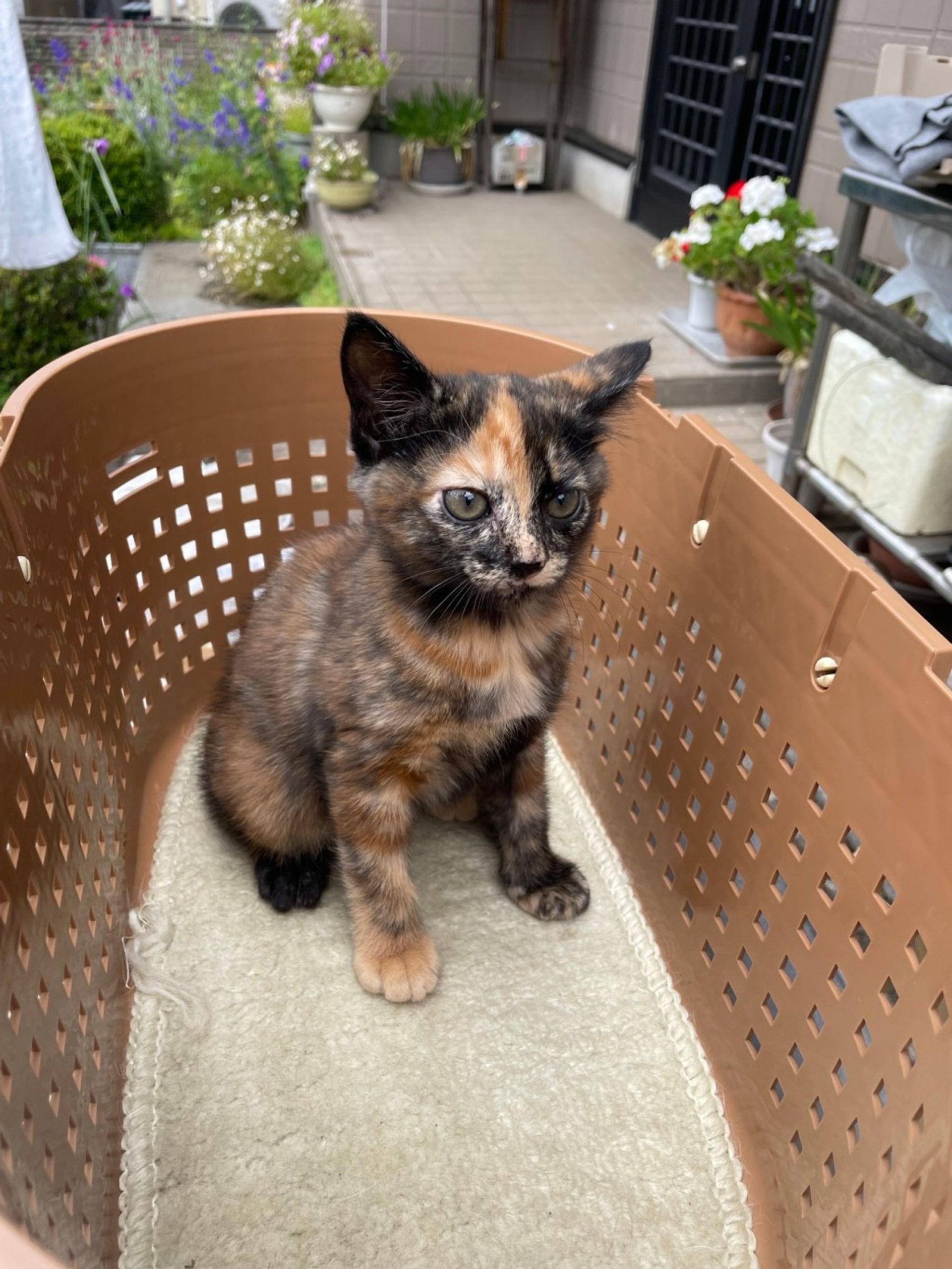 雑種（ミックス猫）・メスの里親募集の写真