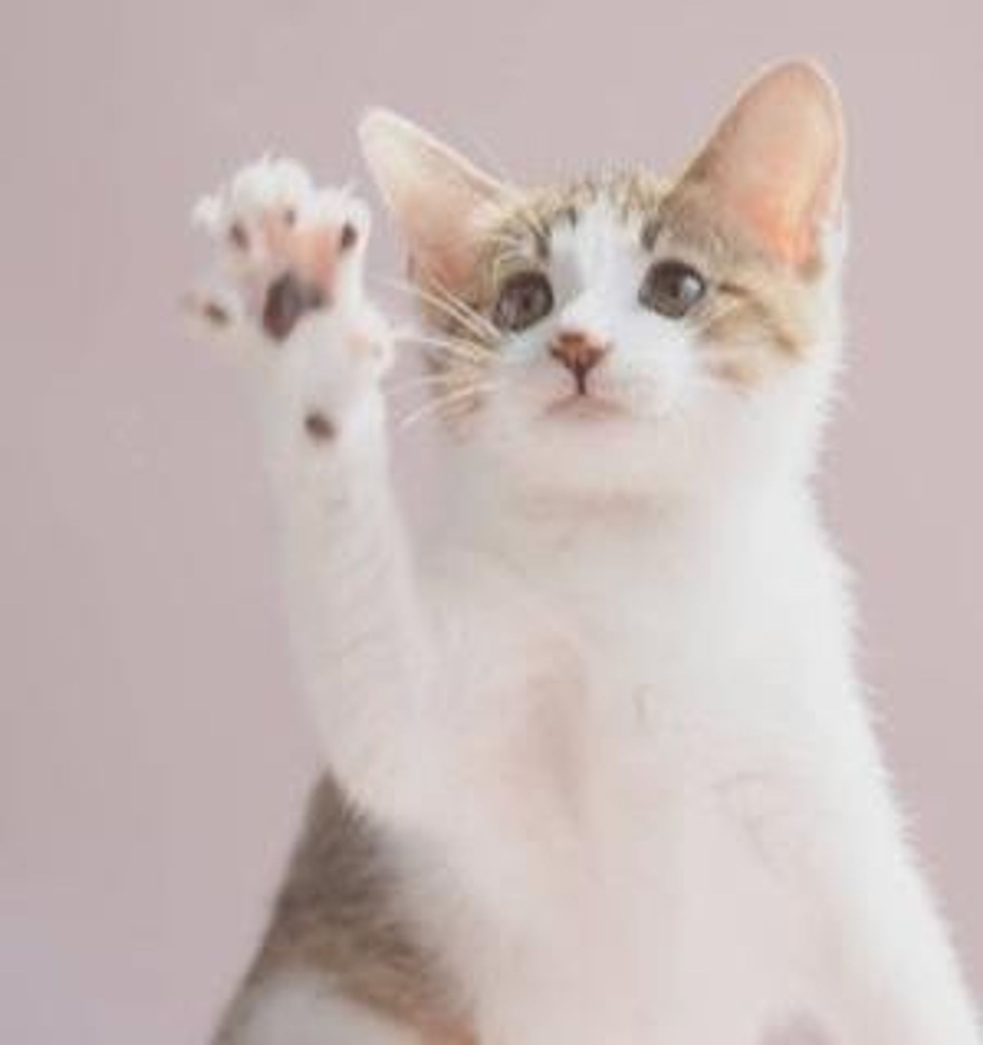 雑種（ミックス猫）・オスの里親募集の写真