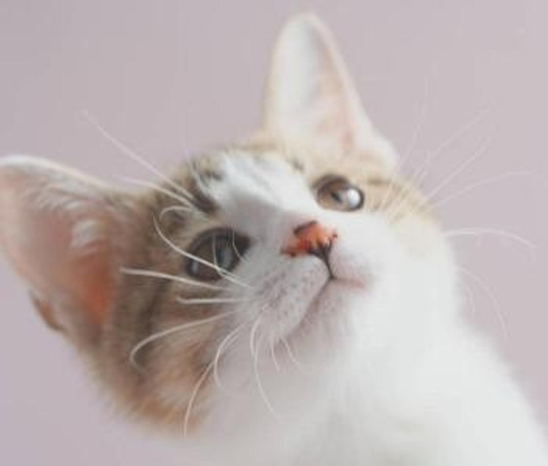 pet-image-5