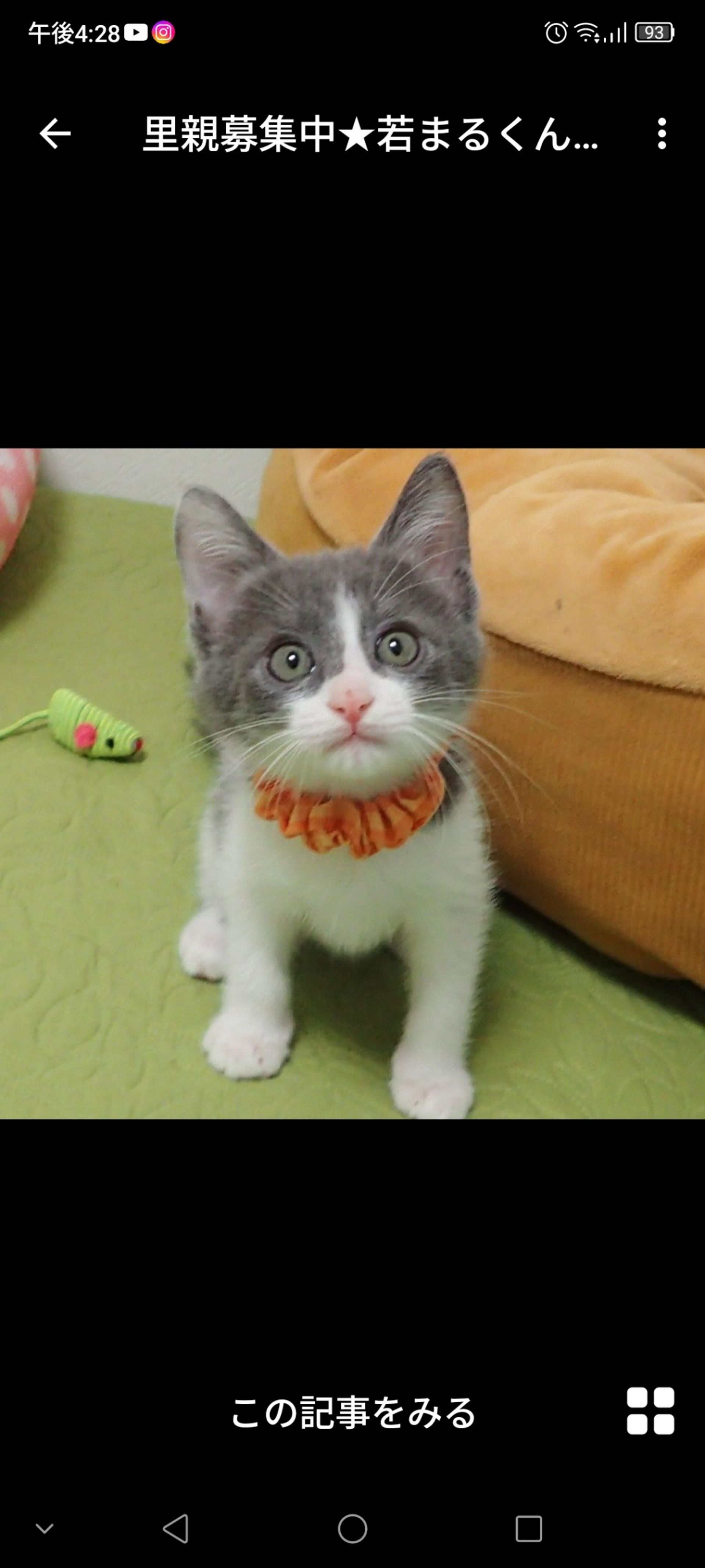 雑種（ミックス猫）・オスの里親募集の写真